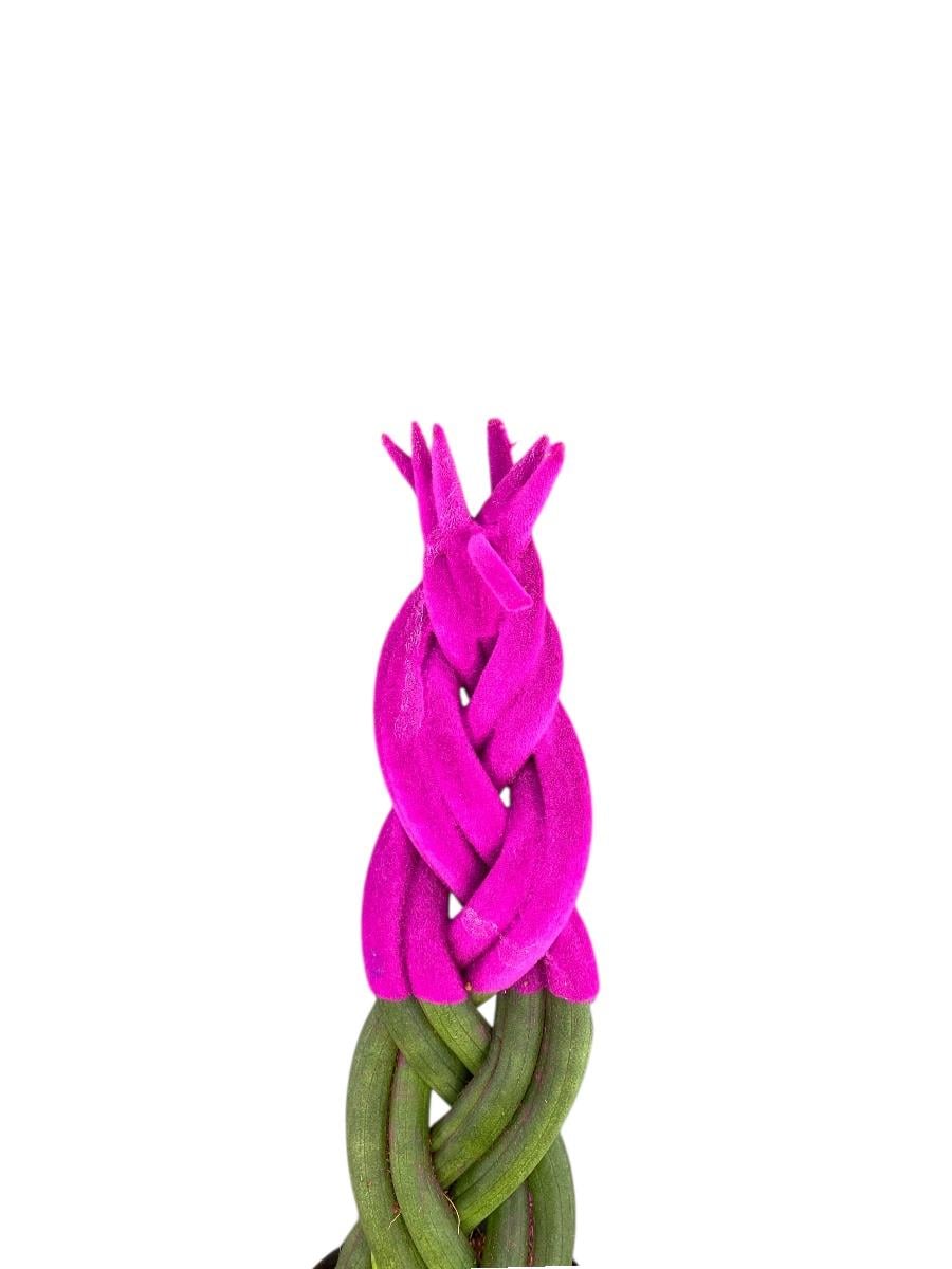 Pembe Renkli Kadife Örgülü Sansevieria Cylindrica (Paşa Kılıcı) 
