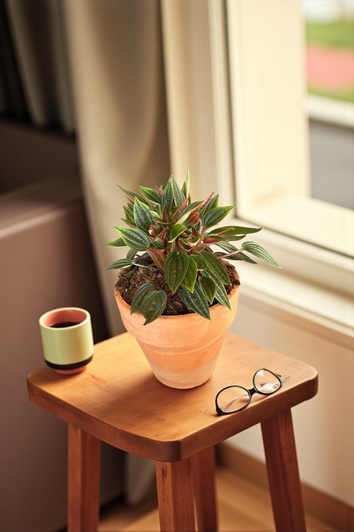 Peperomia Caperata (Zümrüt Dalgası)