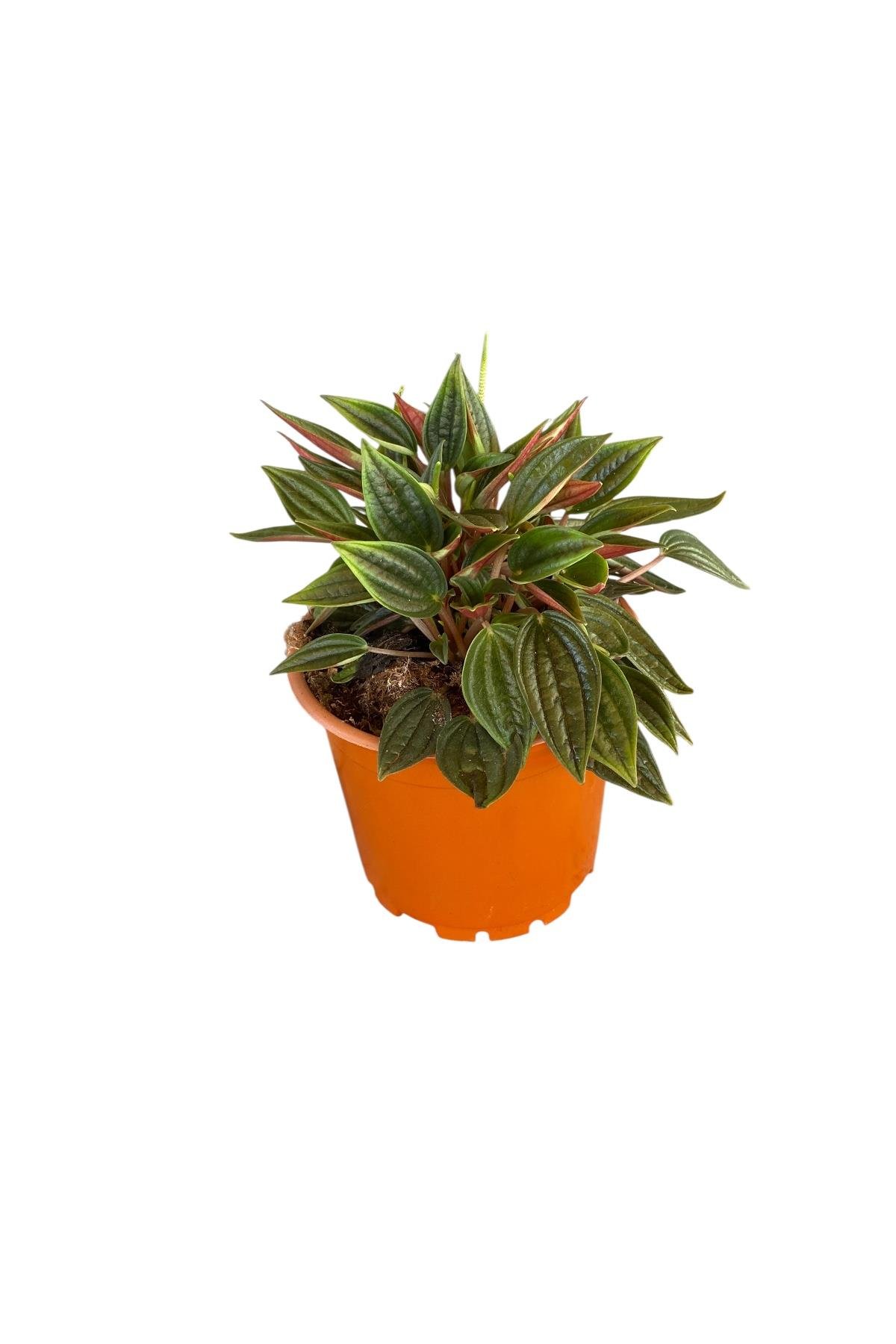 Peperomia Caperata (Zümrüt Dalgası)