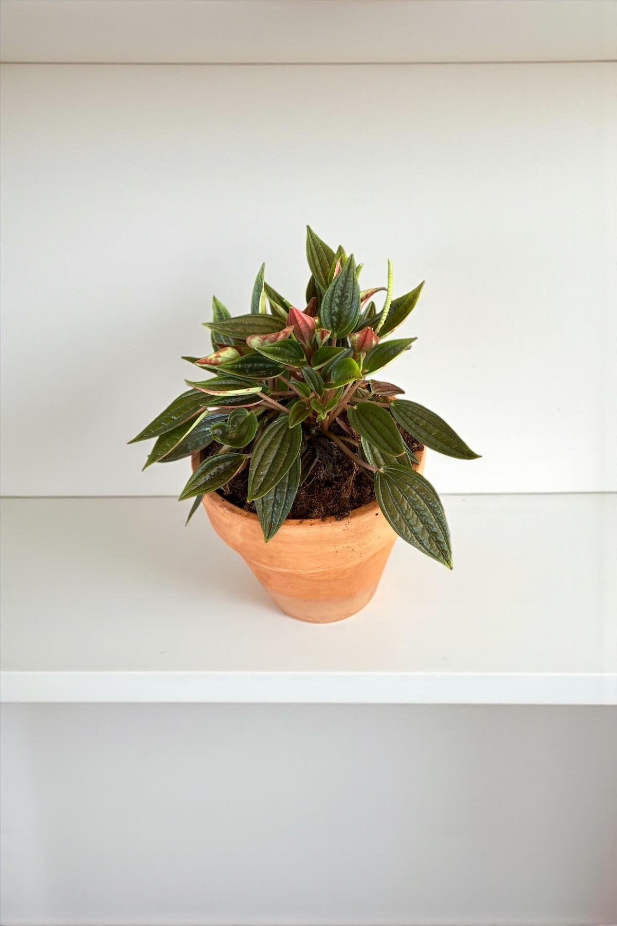 Peperomia Caperata (Zümrüt Dalgası)