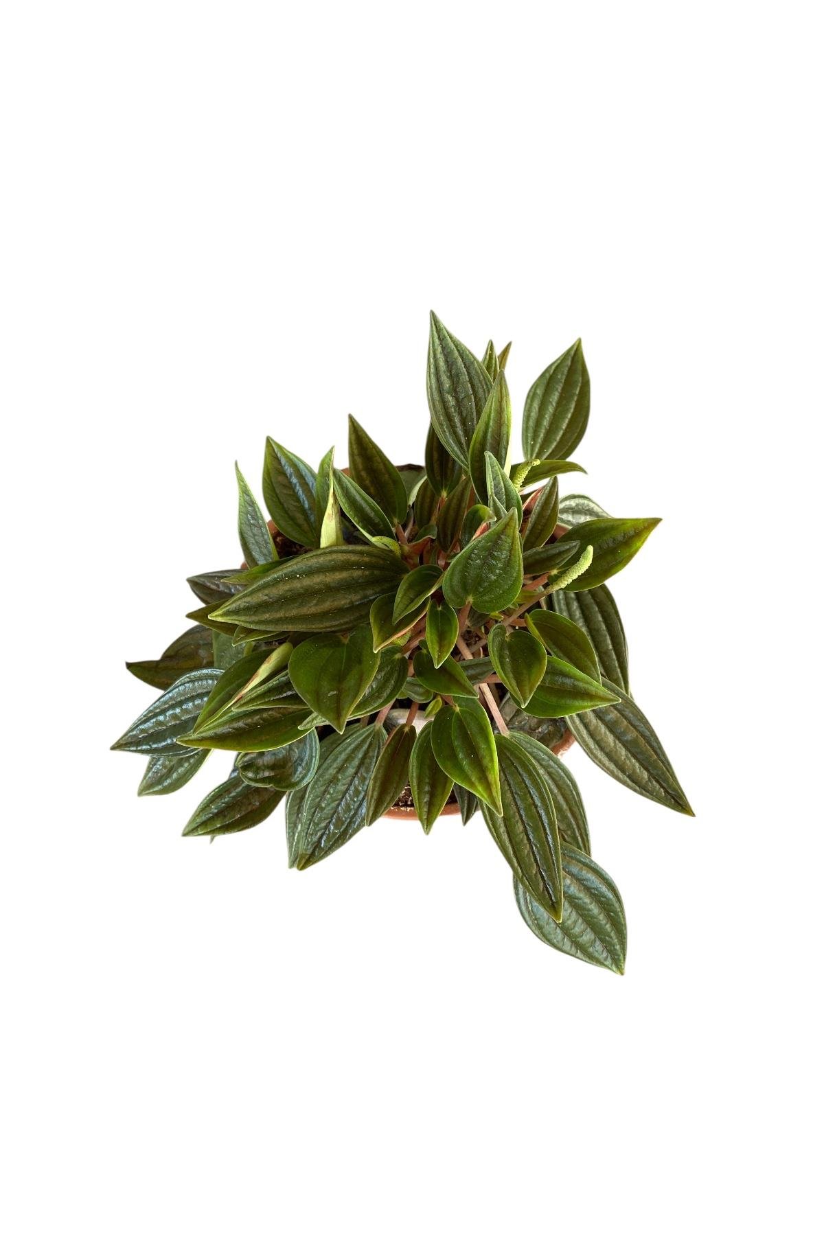 Peperomia Caperata (Zümrüt Dalgası)