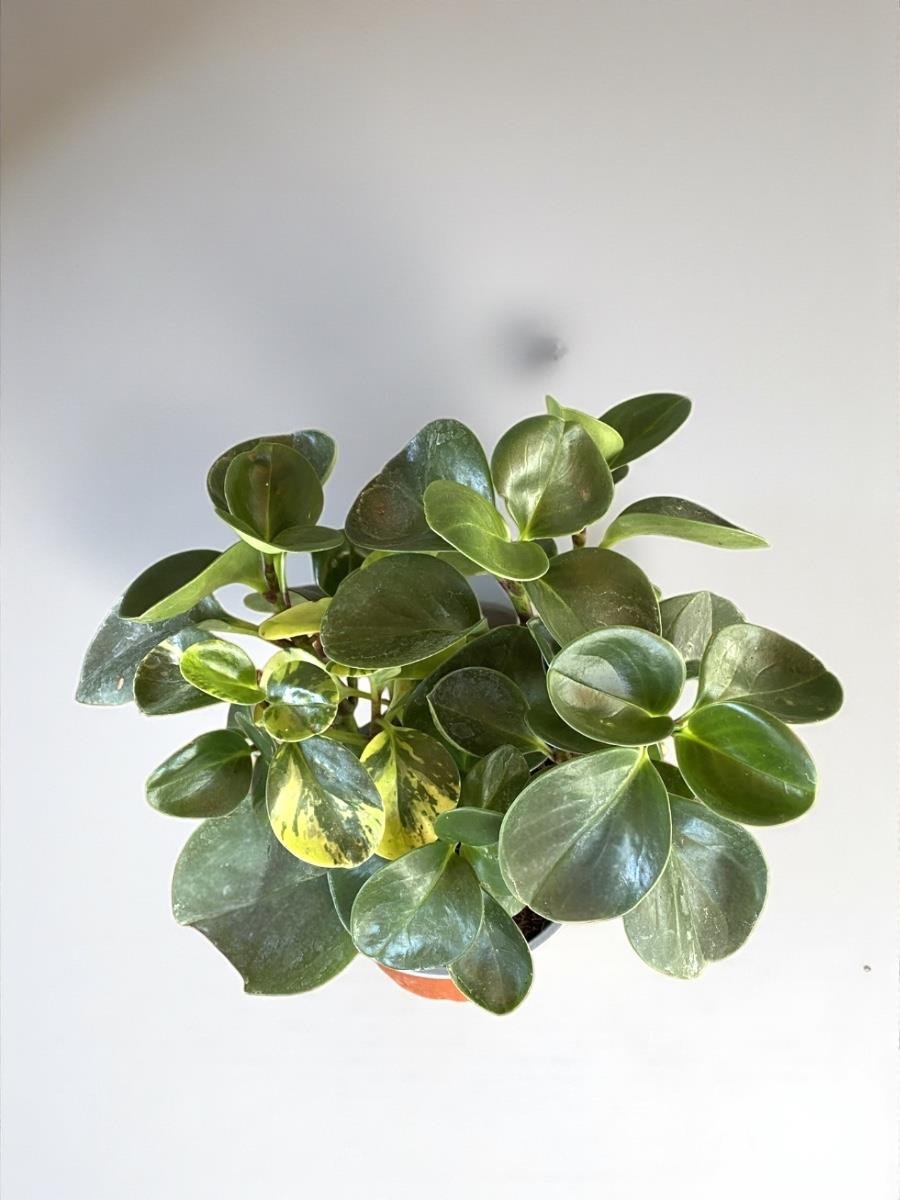 Peperomia Obtusifolia- Zümrüt Dalgası