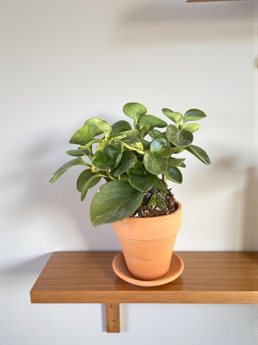 Peperomia Obtusifolia- Zümrüt Dalgası