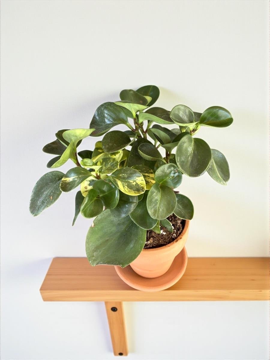 Peperomia Obtusifolia- Zümrüt Dalgası