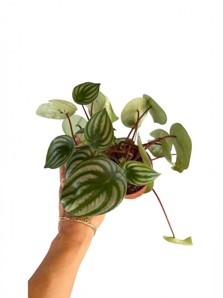 Peperomia Watermelon Karpuz Bitkisi
