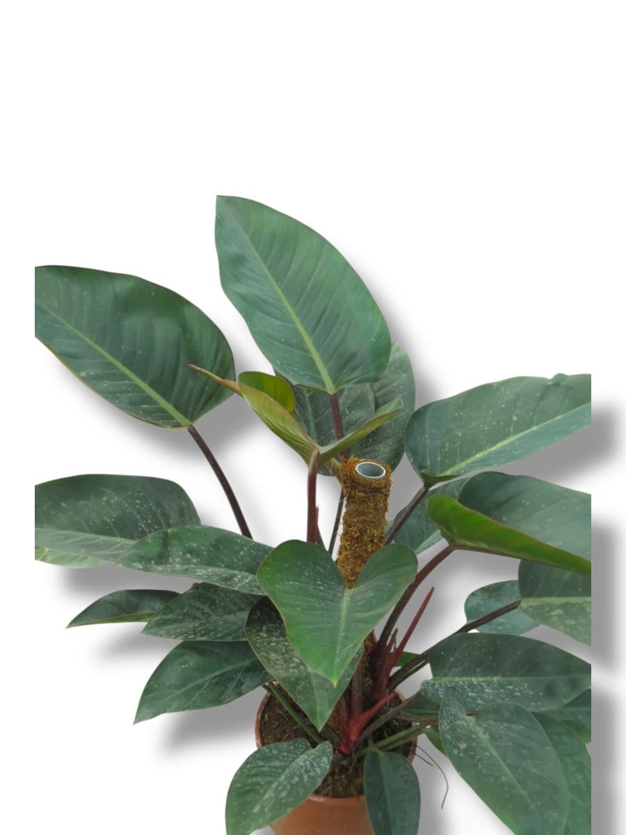 Philodendron Rojo Congo 80-100 cm