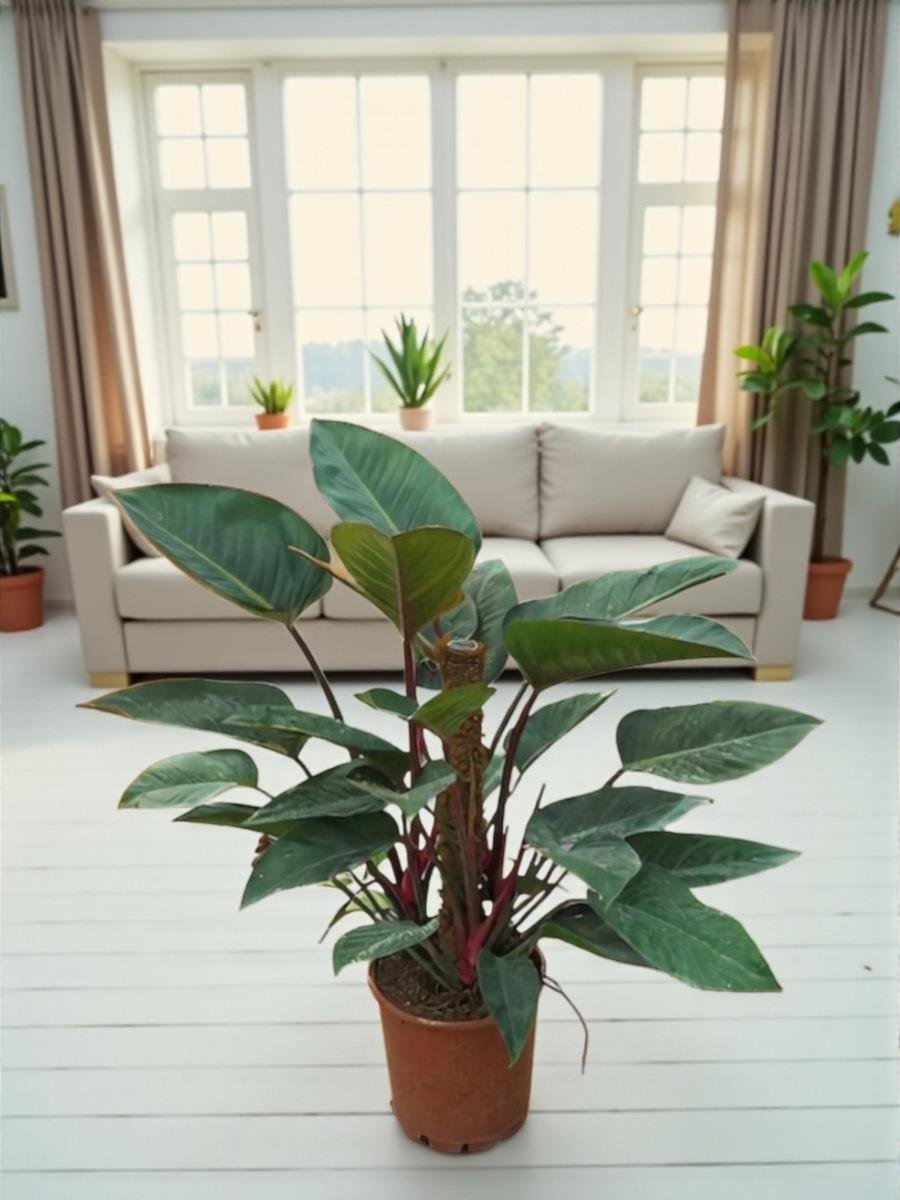 Philodendron Rojo Congo 80-100 cm