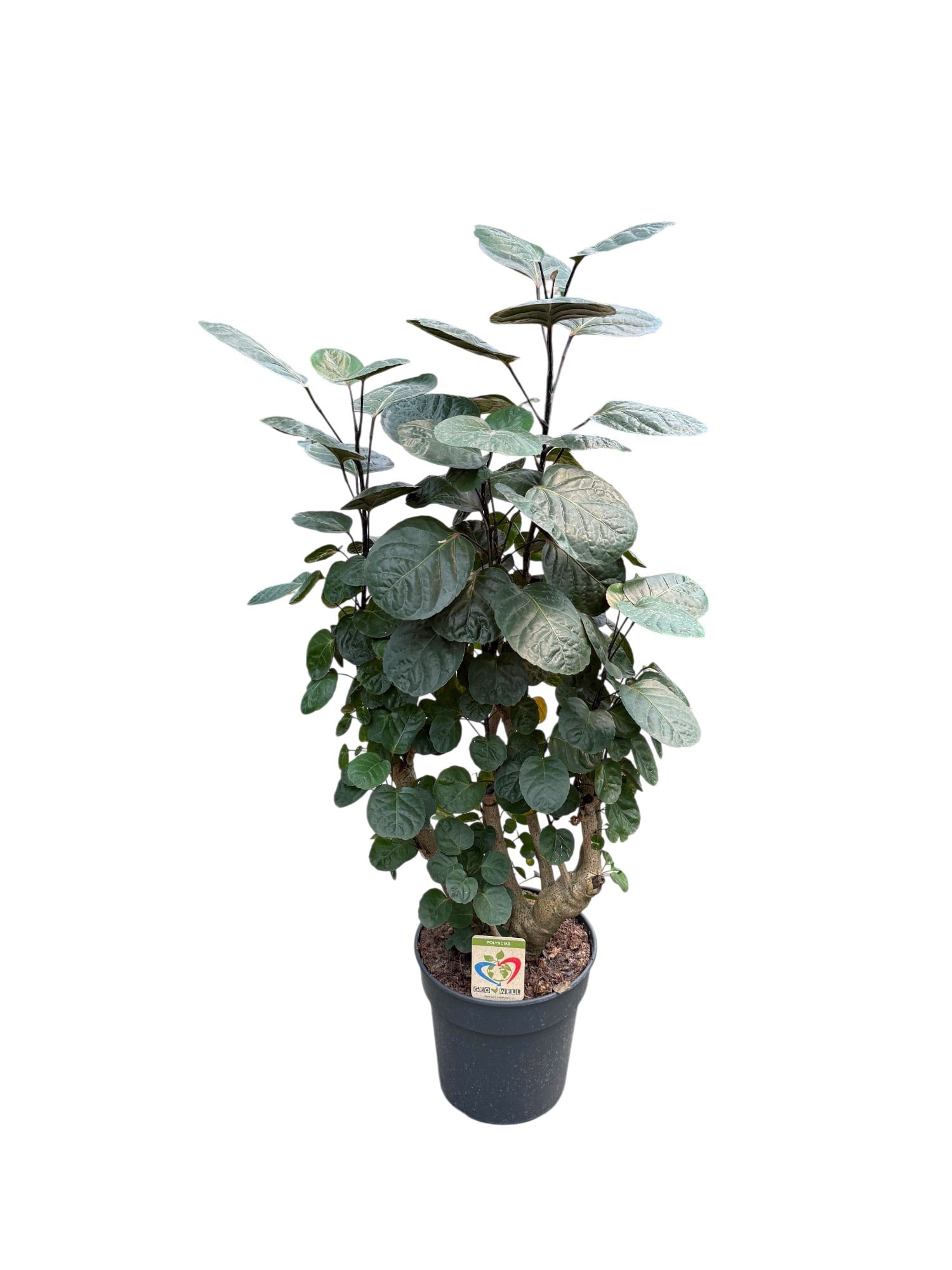 Polyscias Fabian (100 - 120 cm) – Minimalist ve Heykelsi Tropikal Zarafet 🌳