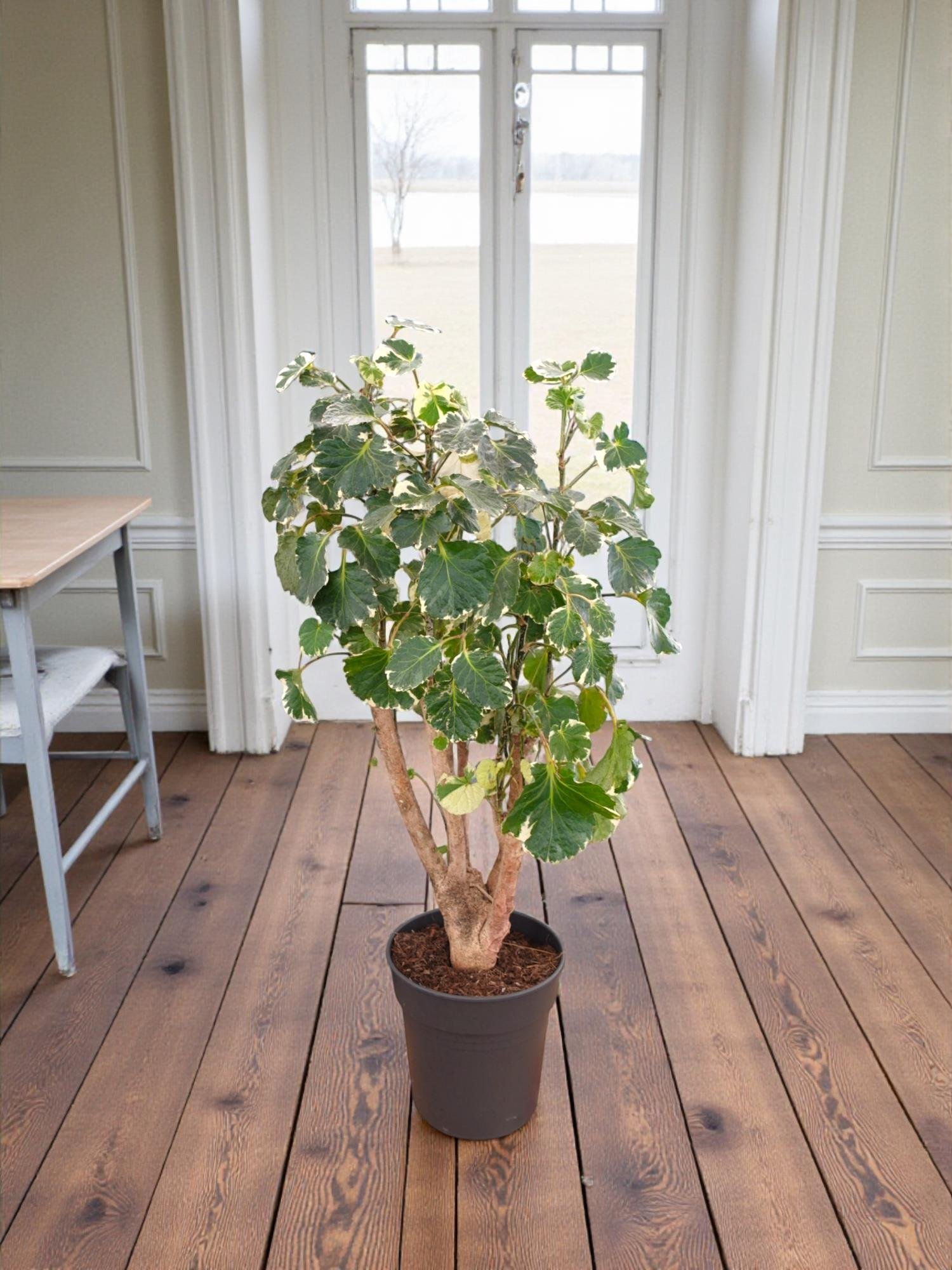 Polyscias Fabian Branch (Alacalı Aralia) – Odunsu Gövdeli Özel Tür