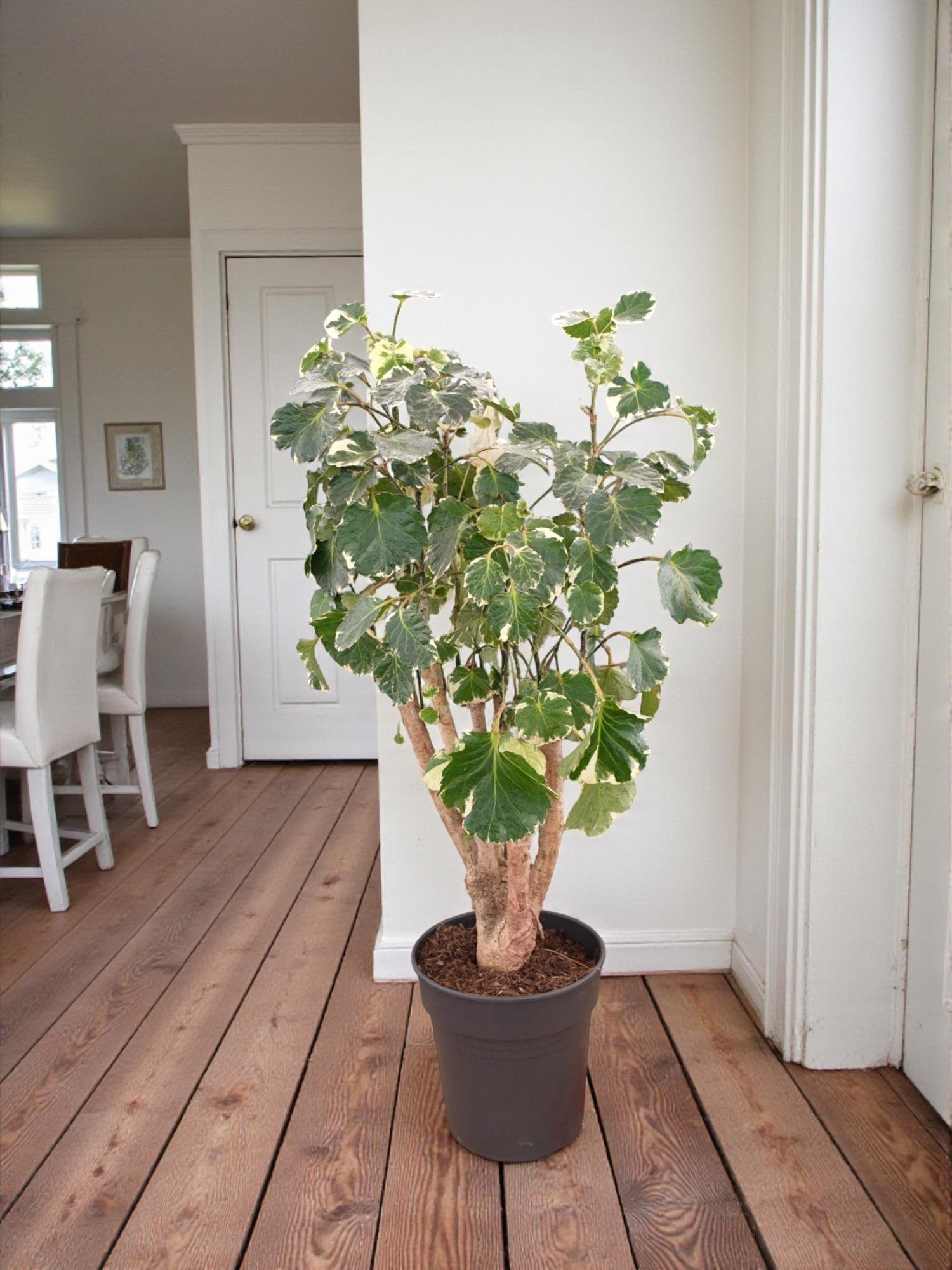 Polyscias Fabian Branch (Alacalı Aralia) – Odunsu Gövdeli Özel Tür