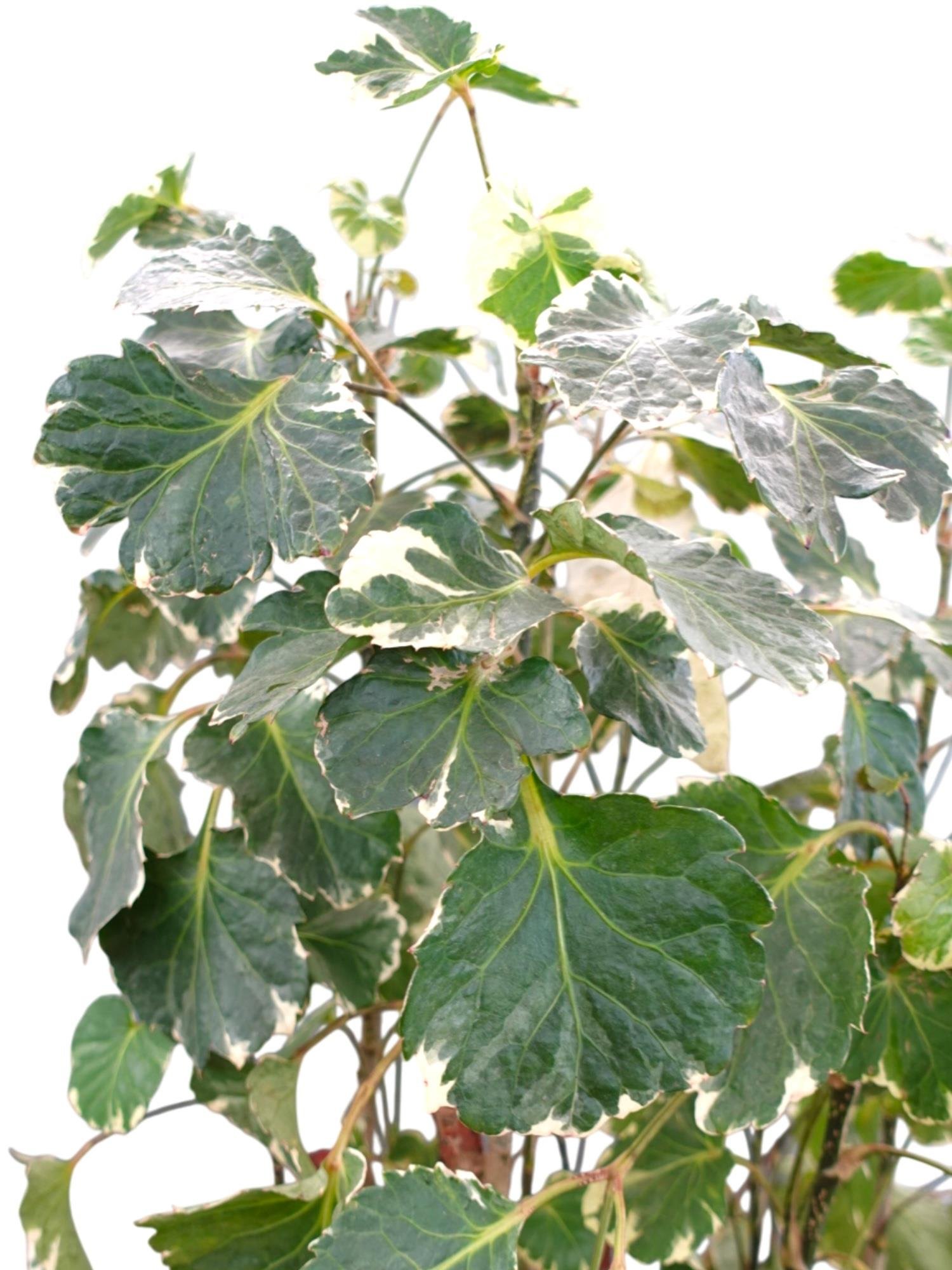 Polyscias Fabian Branch (Alacalı Aralia) – Odunsu Gövdeli Özel Tür