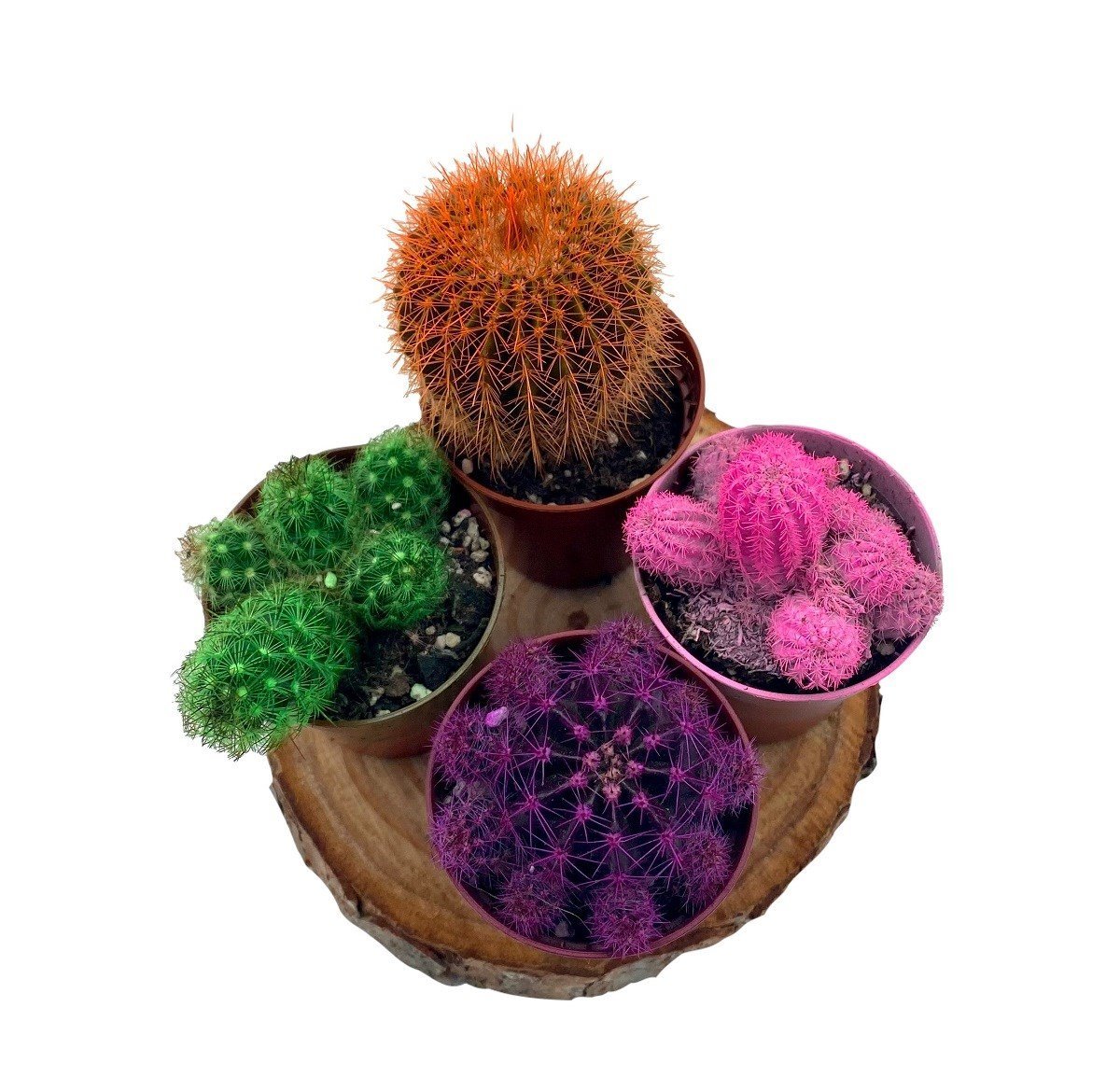 Renkli Kaktüs Mix 3'lü Set