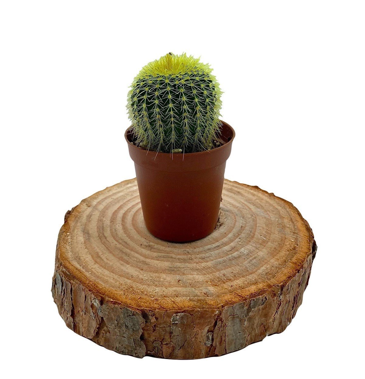 Renkli Kaktüs Mix 3'lü Set