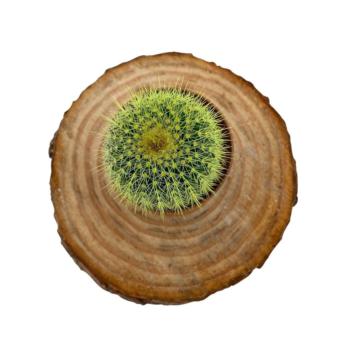 Renkli Kaktüs Mix 3'lü Set