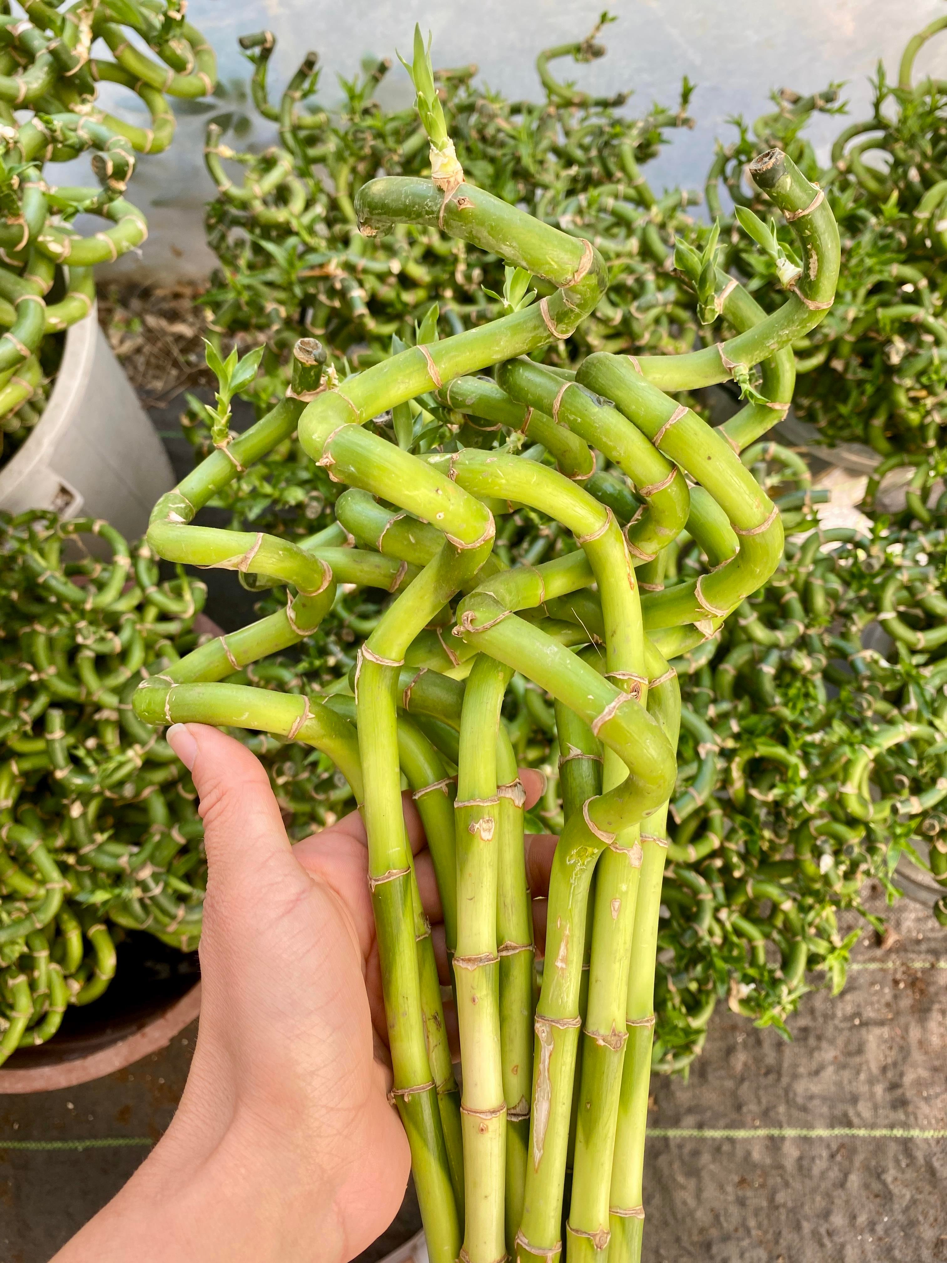 Şans Bambusu 50 - 60 cm