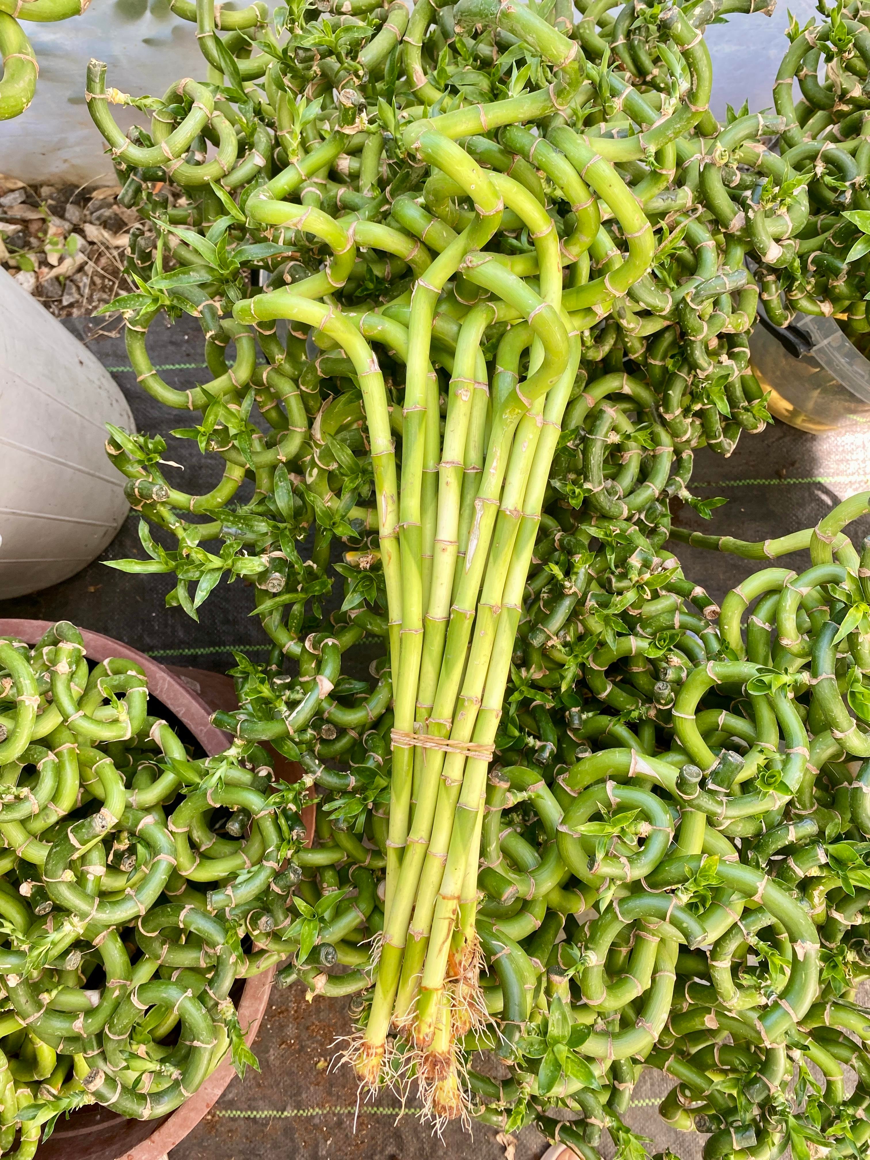 Şans Bambusu 50 - 60 cm