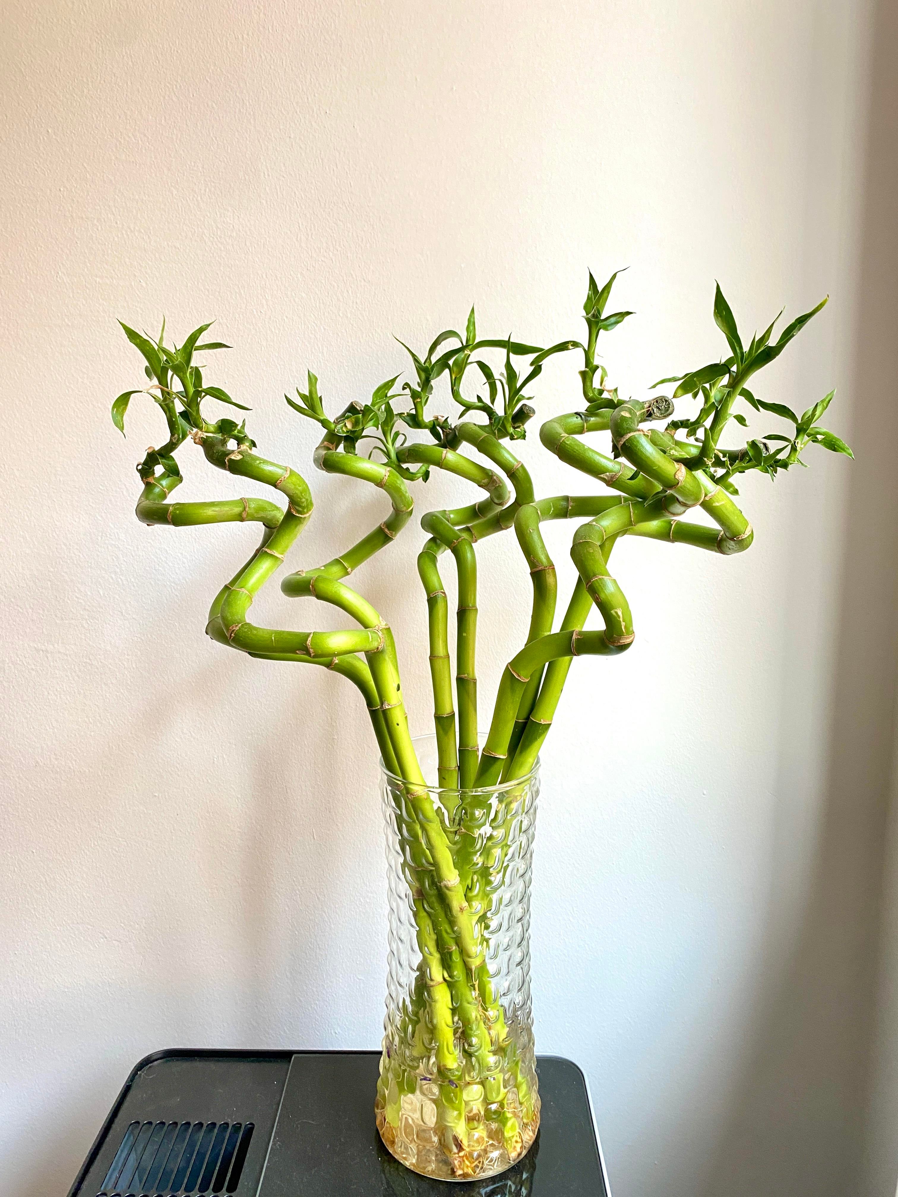 Şans Bambusu 50 - 60 cm