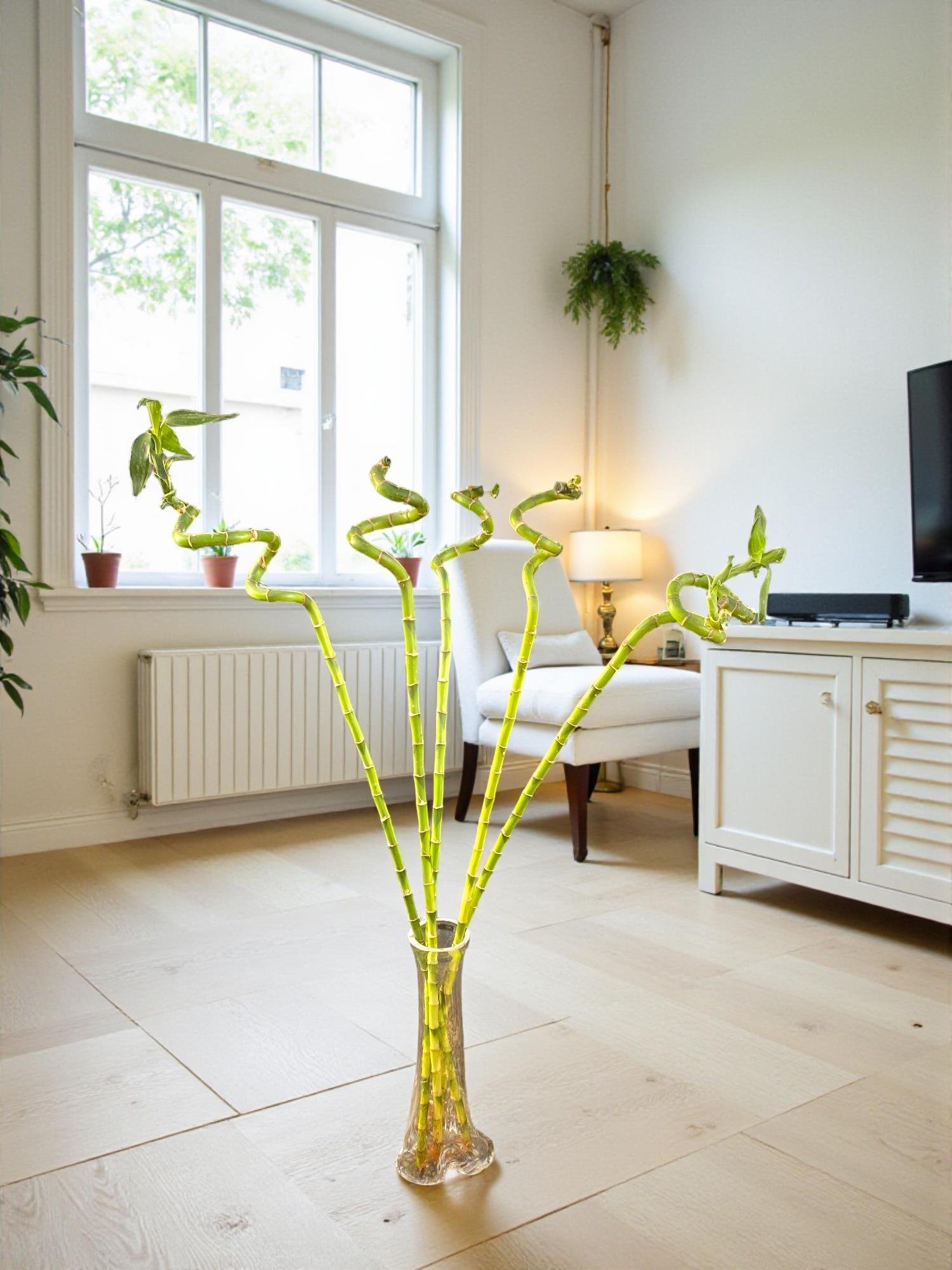 Şans Bambusu 90-100 cm