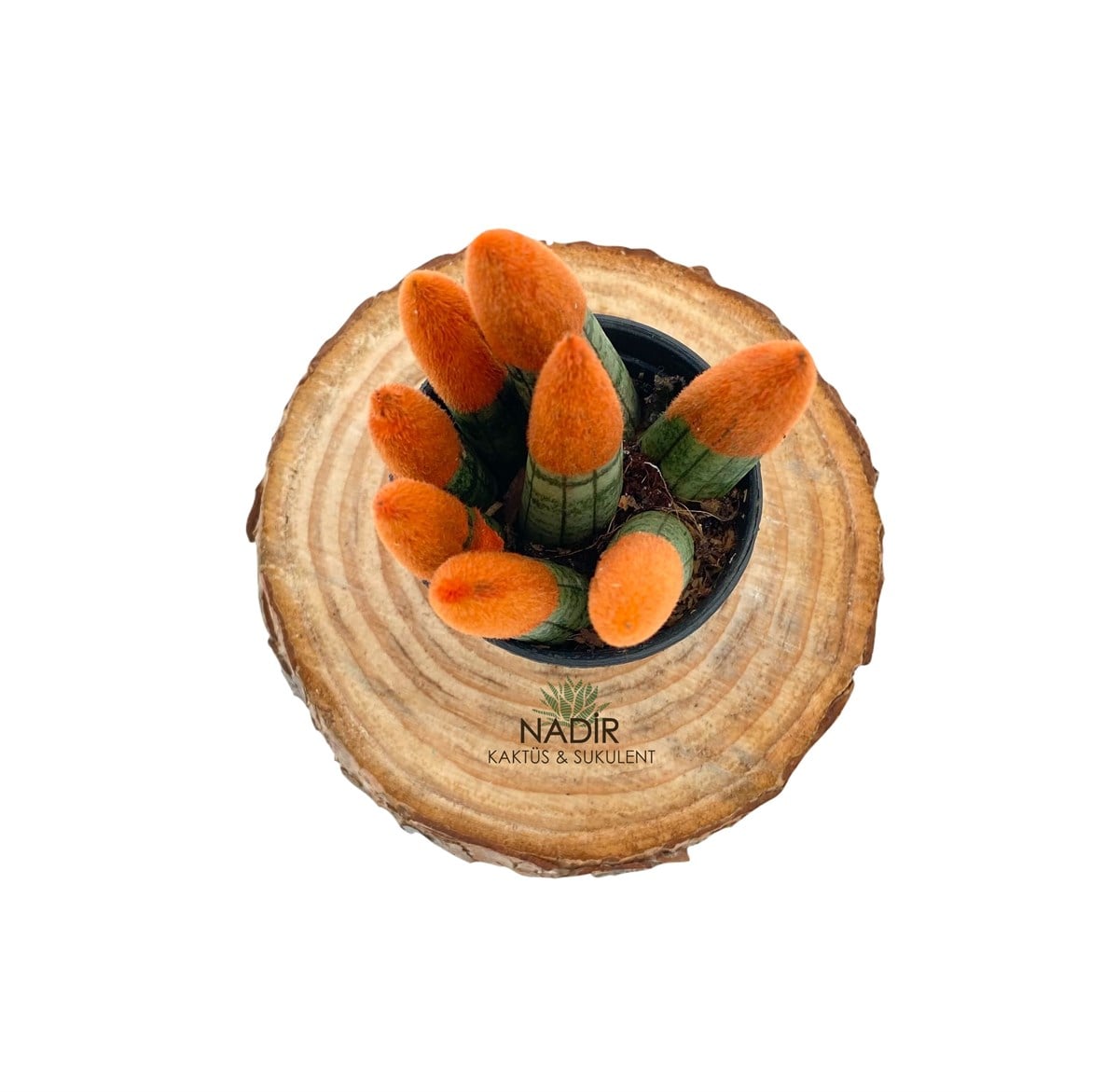 Sansevieria Orange Velvet Touch (Paşa Kılıcı Turuncu Kadife)