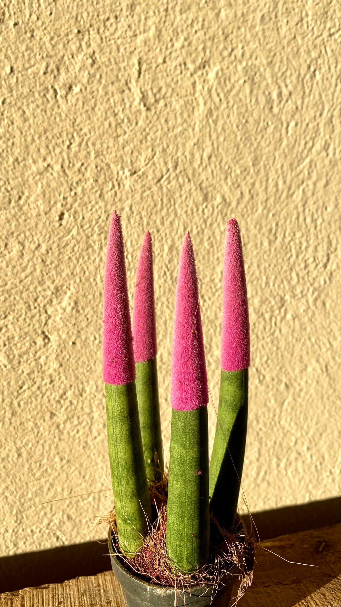 Sansevieria Pembe Velvet Touch (Paşa Kılıcı Mavi Kadife)