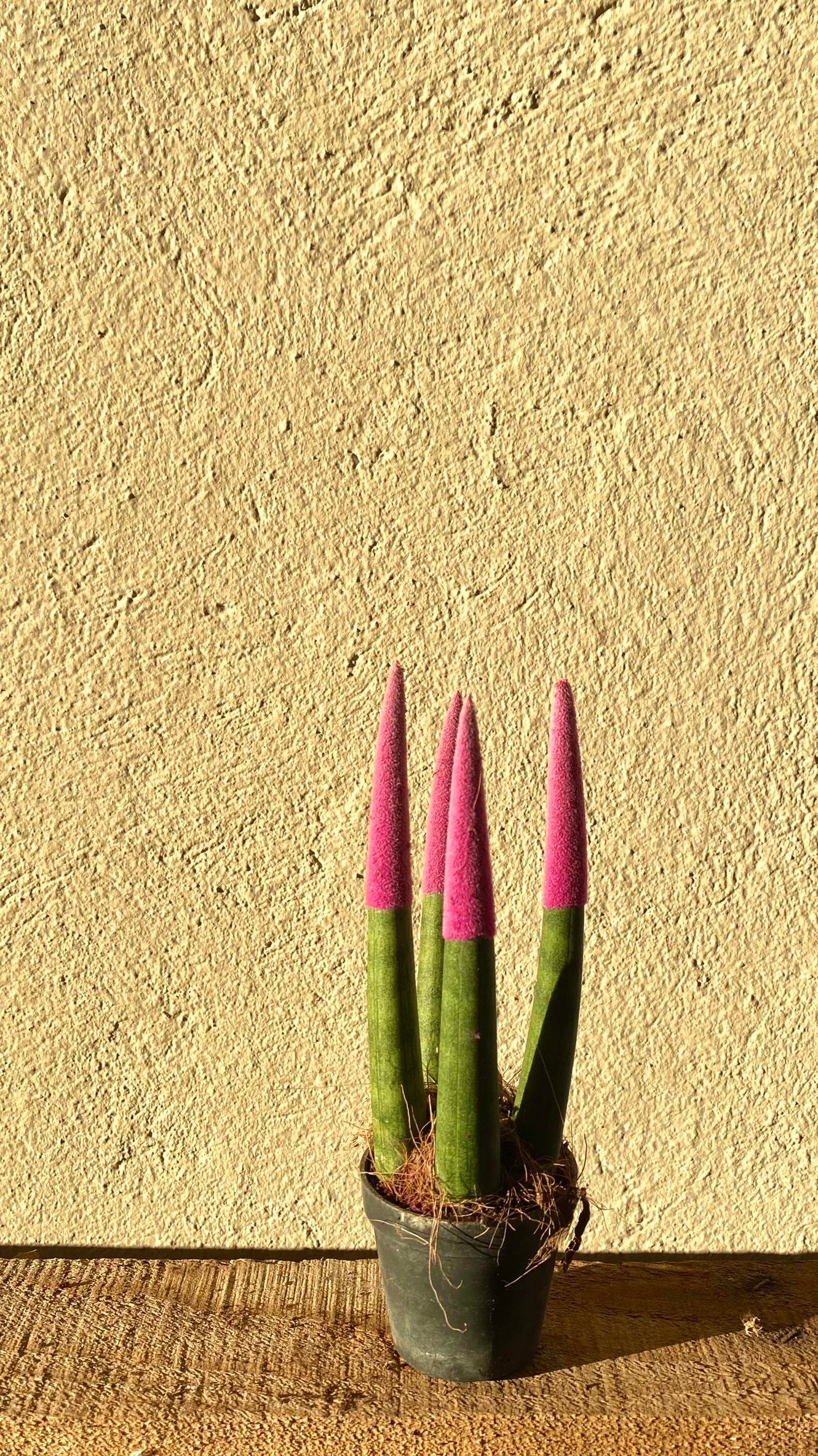 Sansevieria Pembe Velvet Touch (Paşa Kılıcı Mavi Kadife)