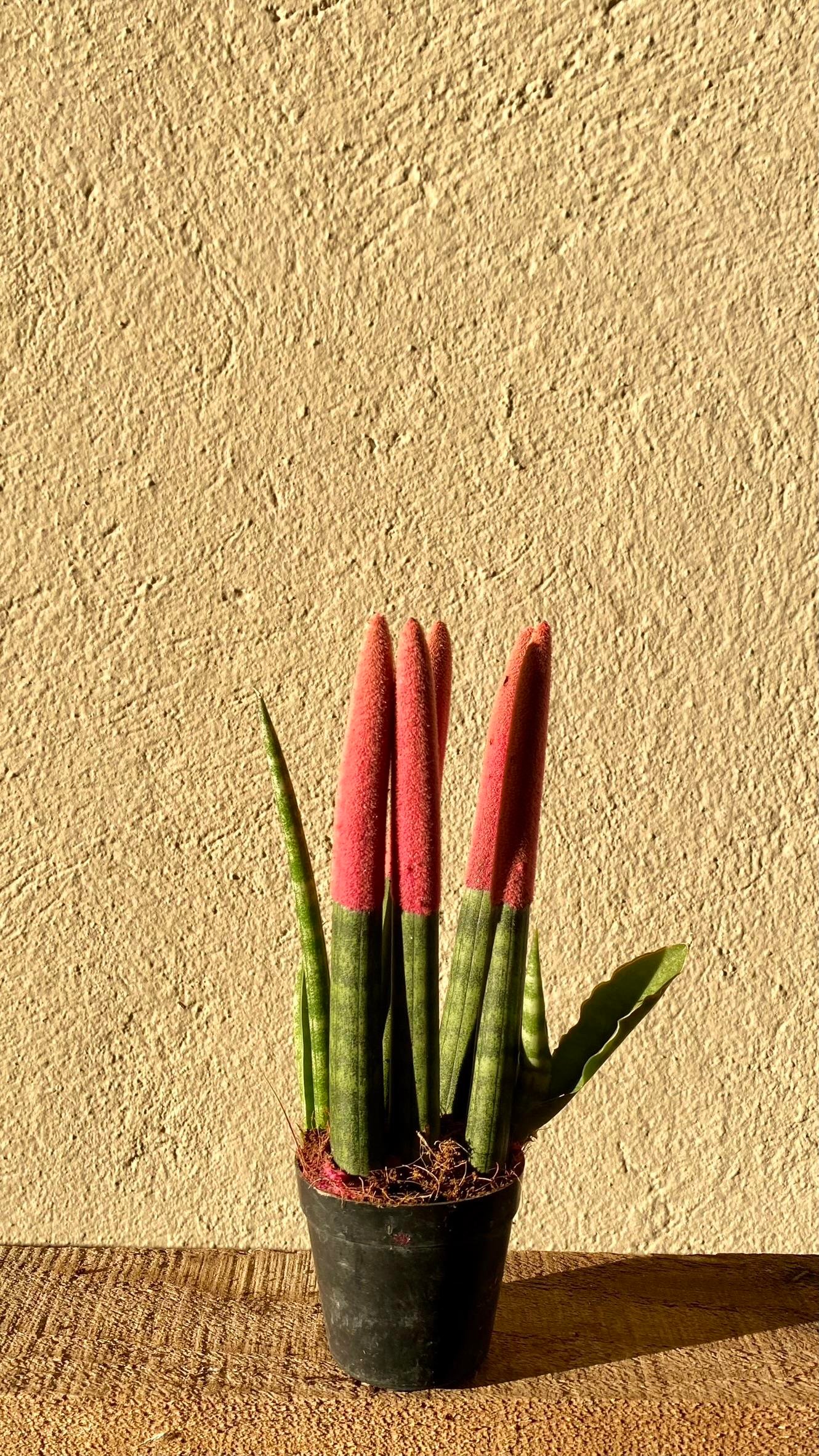 Sansevieria Pembe Velvet Touch (Paşa Kılıcı Mavi Kadife)