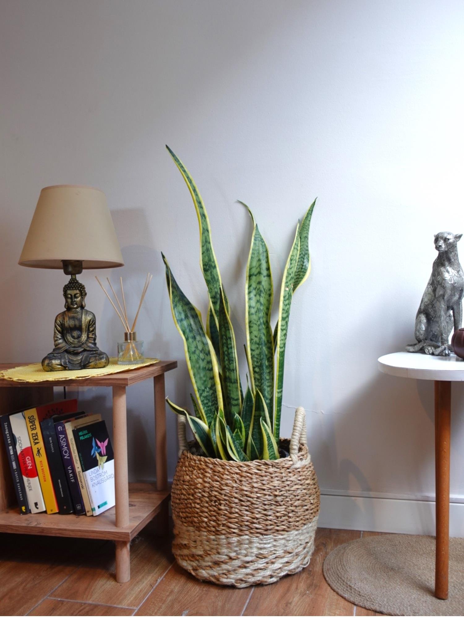 Sansevieria Trifasciata XL Büyük Boy 80 - 100 Cm (Paşa Kılıcı)
