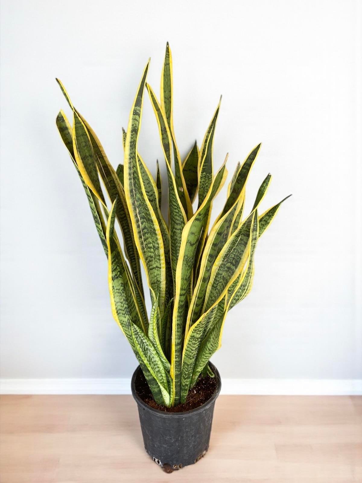 Sansevieria Trifasciata XL Büyük Boy (Paşa Kılıcı)