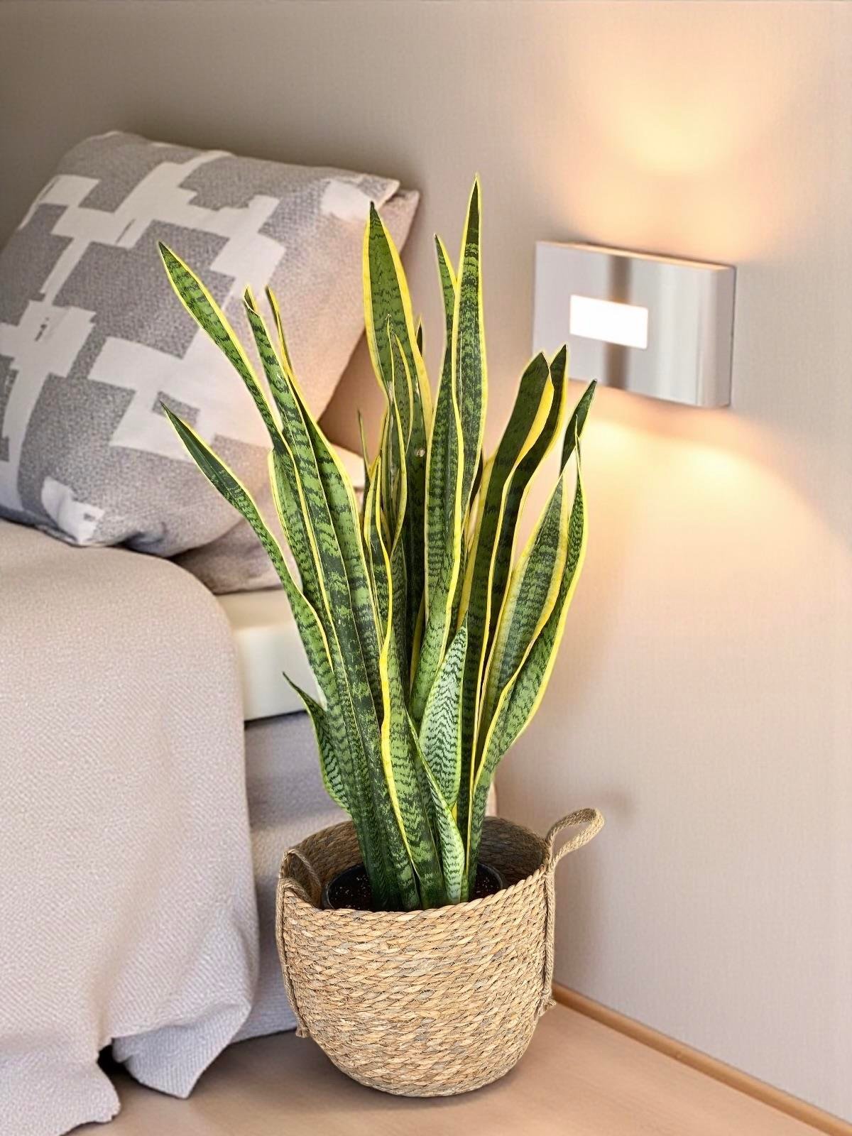 Sansevieria Trifasciata XL Büyük Boy (Paşa Kılıcı)