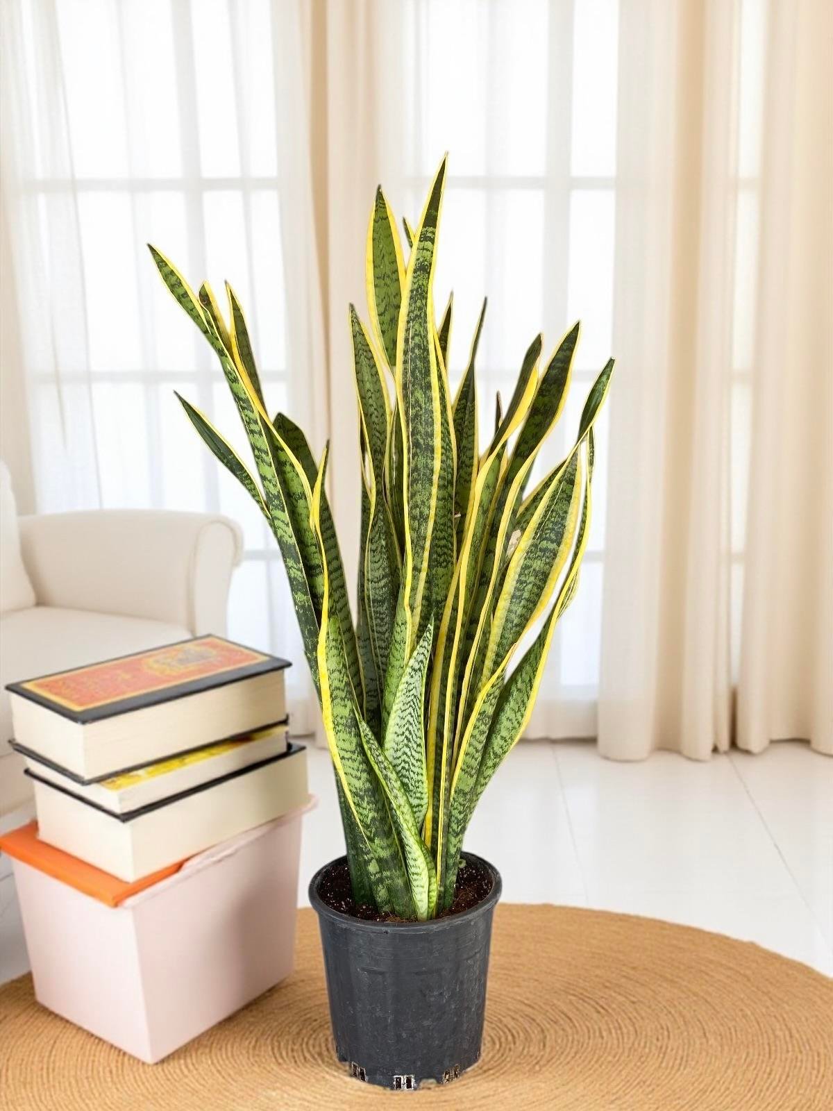 Sansevieria Trifasciata XL Büyük Boy (Paşa Kılıcı)