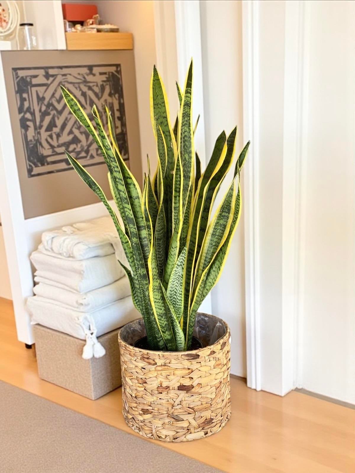 Sansevieria Trifasciata XL Büyük Boy (Paşa Kılıcı)