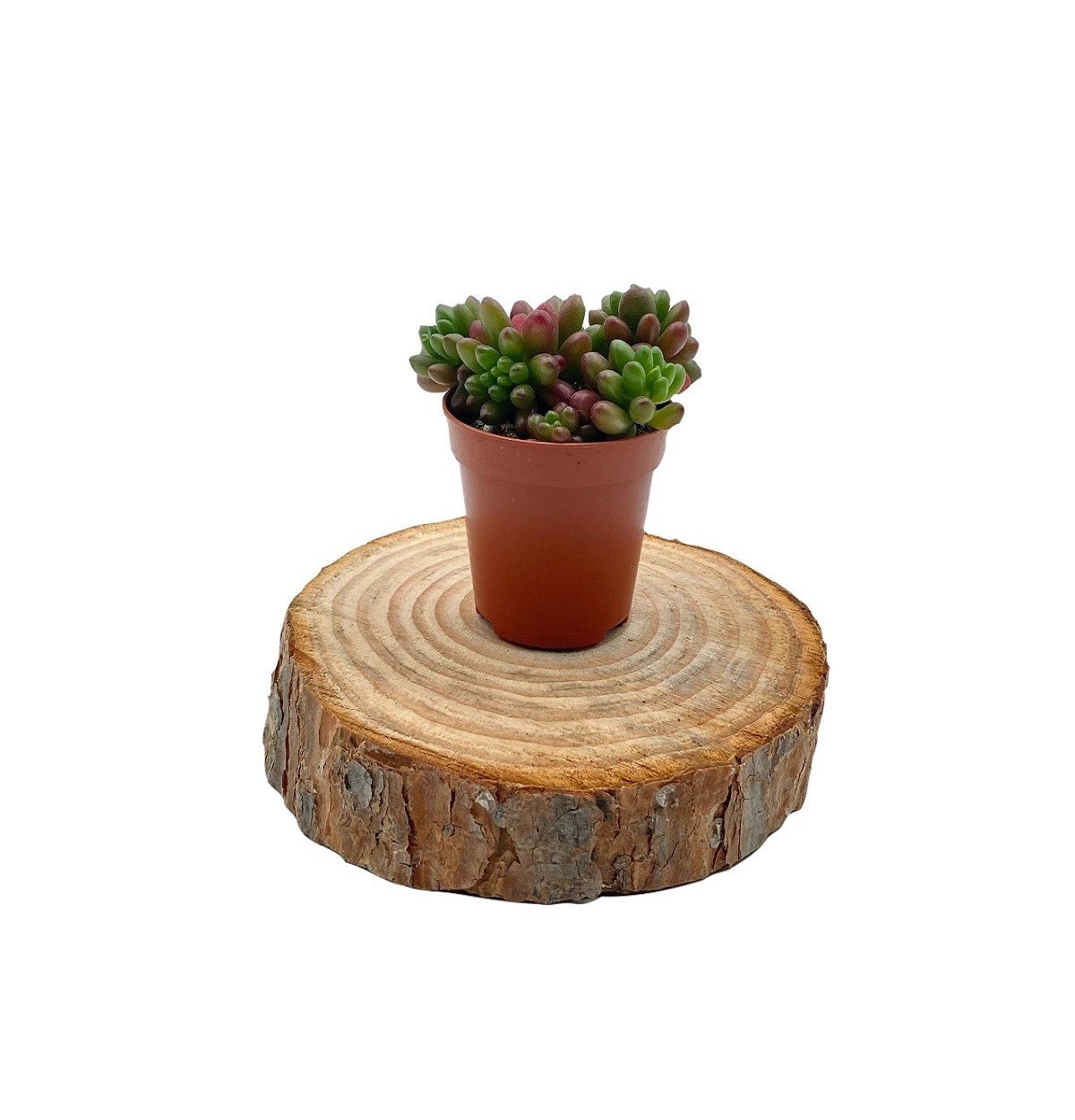 Sedum Rubrotinctum (Jelibon)