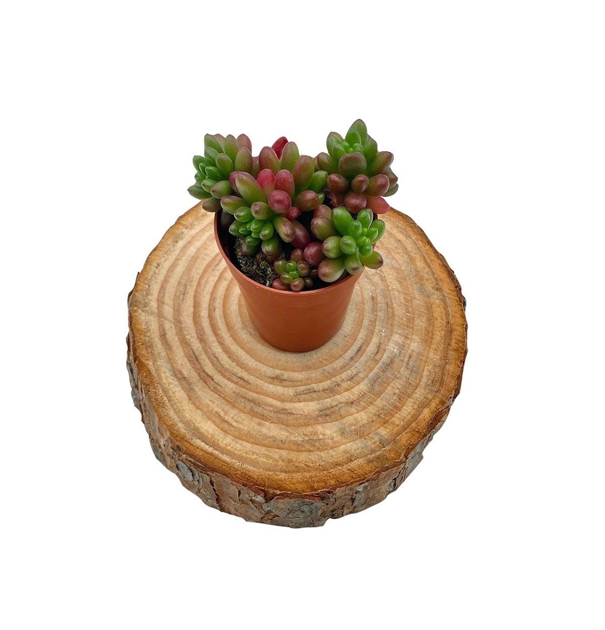 Sedum Rubrotinctum (Jelibon)