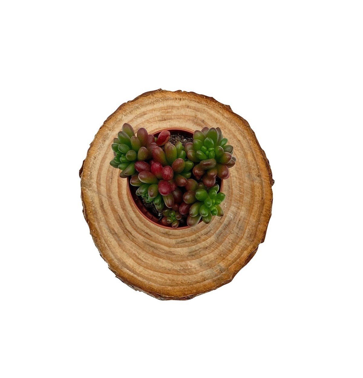 Sedum Rubrotinctum (Jelibon)