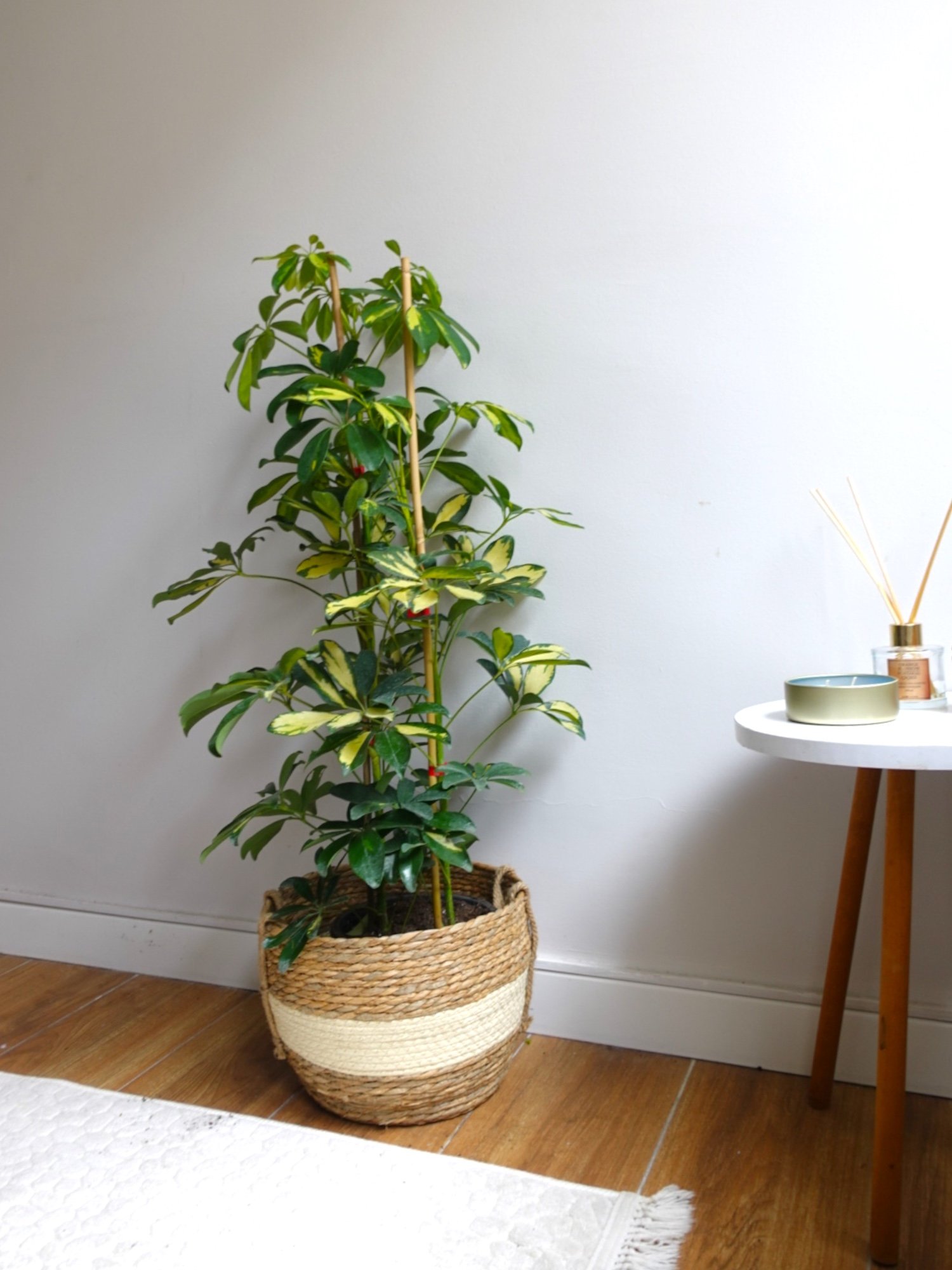 Şeflera Bitkisi 2 Gövdeli 110 - 130 Cm Schefflera Arboricola