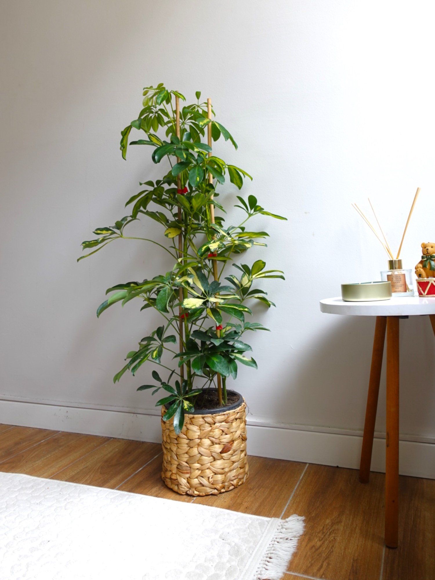 Şeflera Bitkisi 2 Gövdeli 110 - 130 Cm Schefflera Arboricola