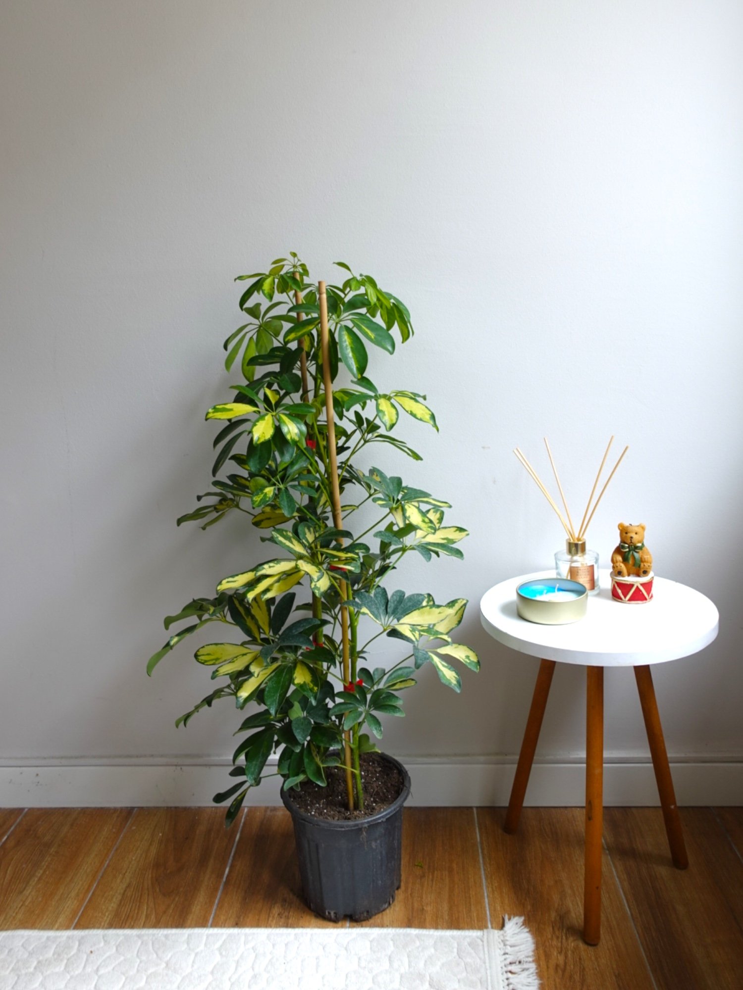 Şeflera Bitkisi 2 Gövdeli 110 - 130 Cm Schefflera Arboricola