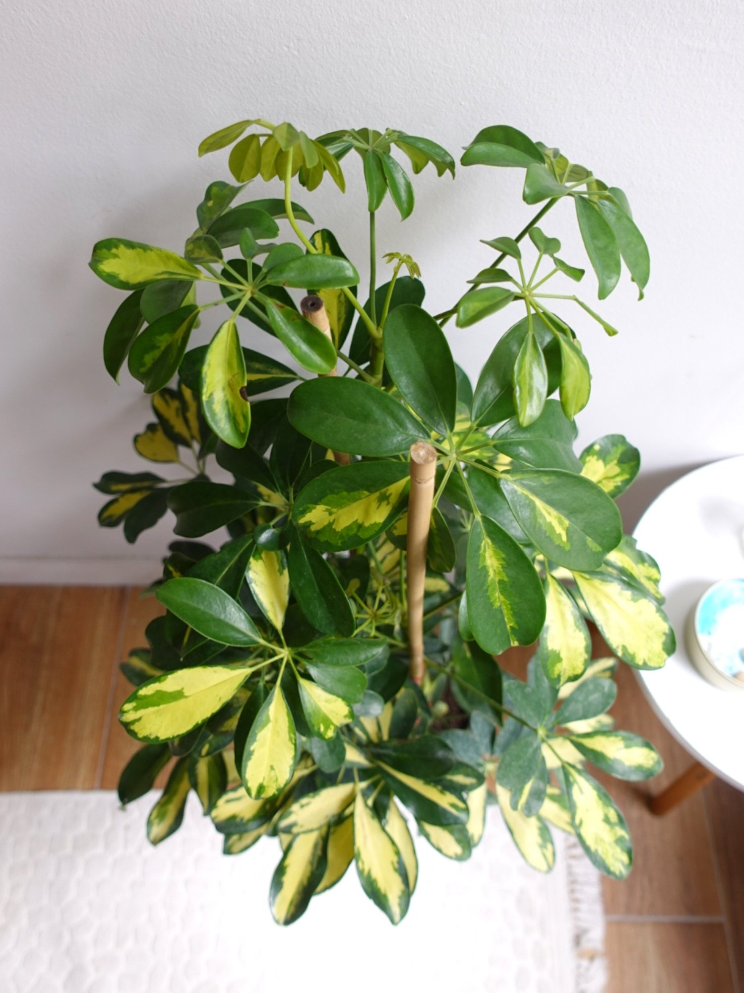 Şeflera Bitkisi 2 Gövdeli 110 - 130 Cm Schefflera Arboricola