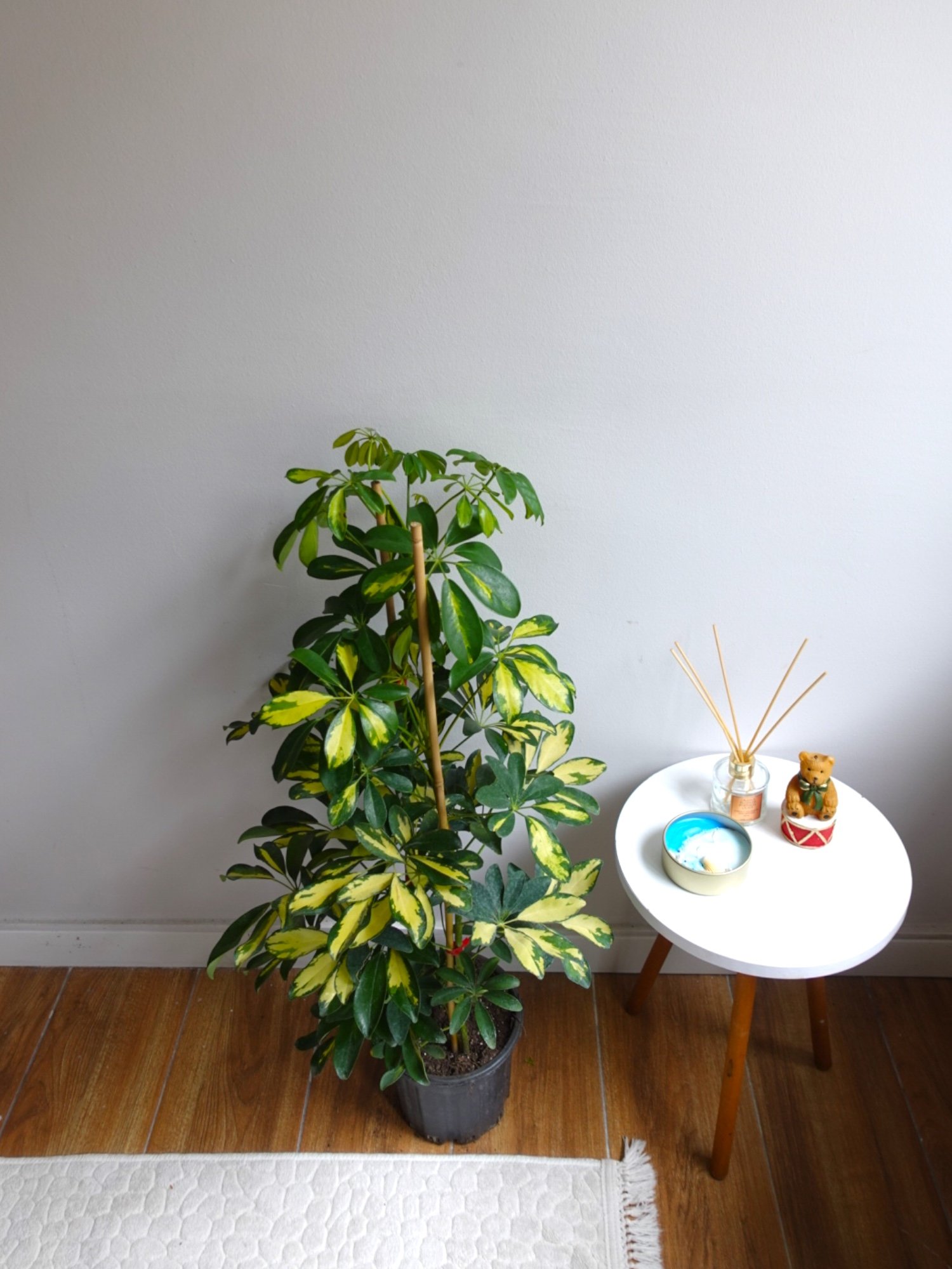 Şeflera Bitkisi 2 Gövdeli 110 - 130 Cm Schefflera Arboricola