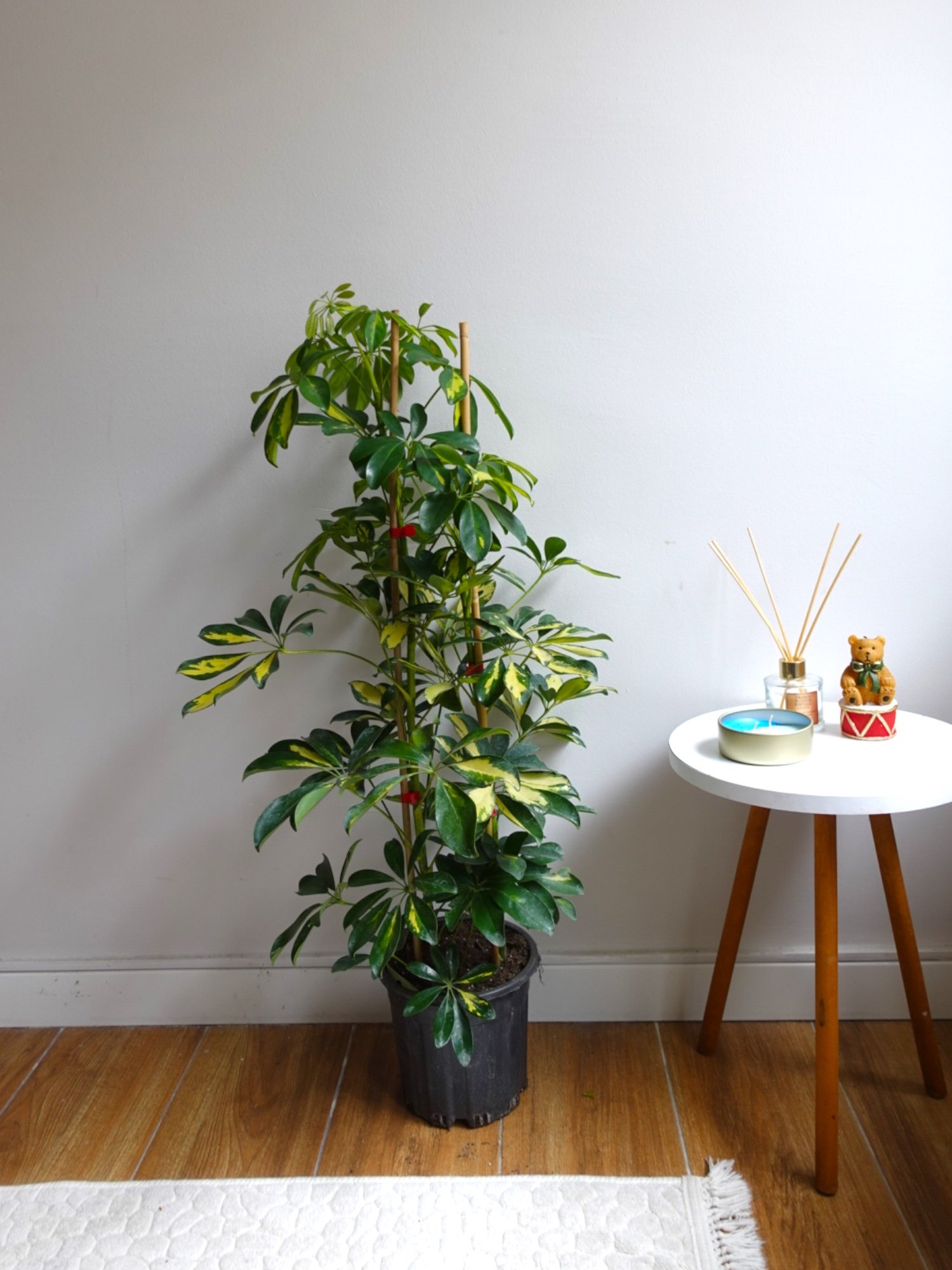 Şeflera Bitkisi 2 Gövdeli 110 - 130 Cm Schefflera Arboricola