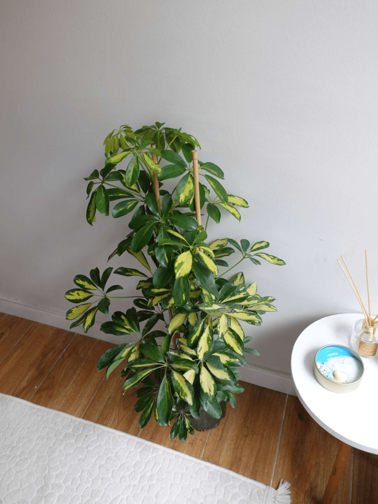 Şeflera Bitkisi 2 Gövdeli 110 - 130 Cm Schefflera Arboricola