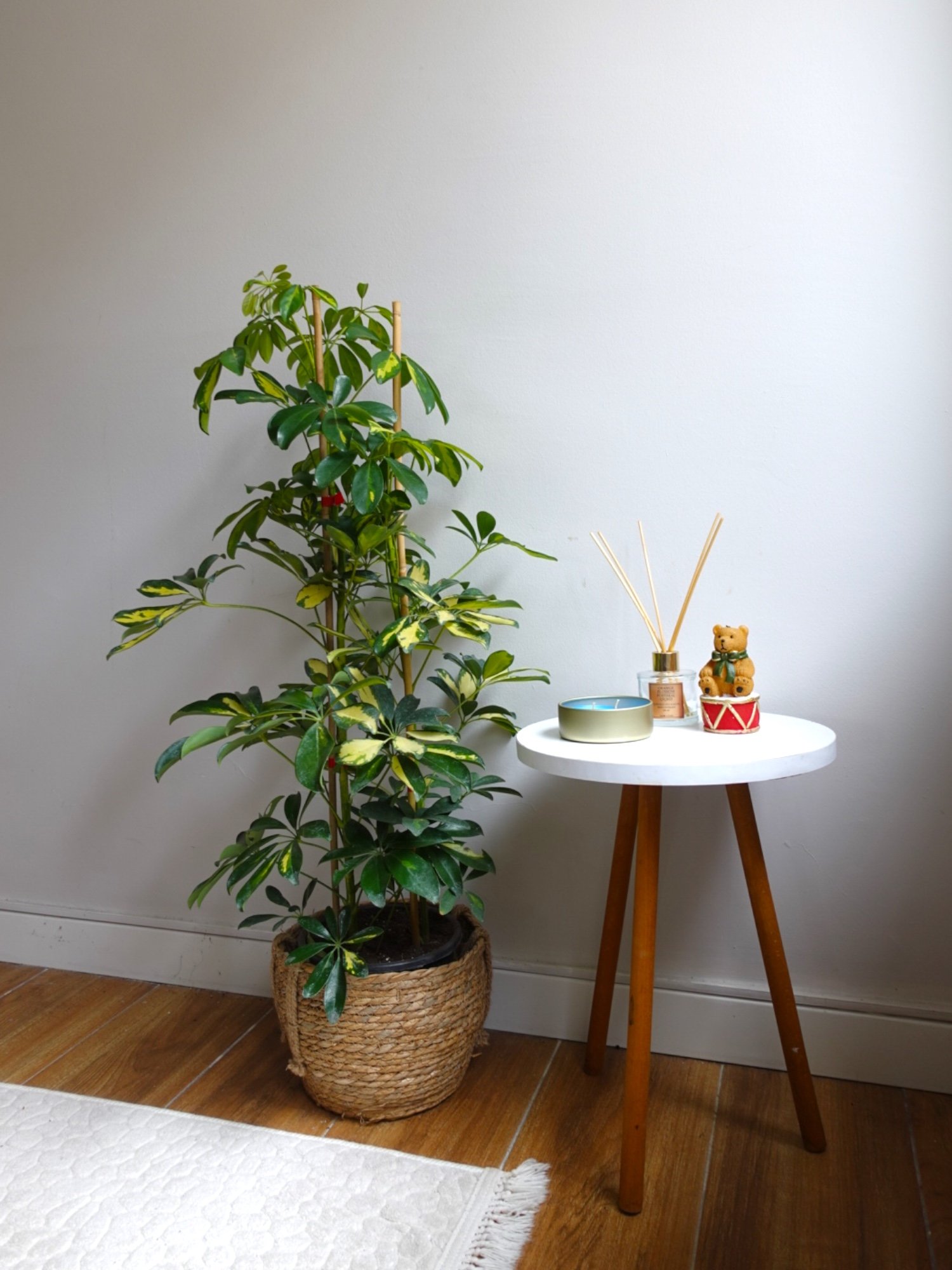 Şeflera Bitkisi 2 Gövdeli 110 - 130 Cm Schefflera Arboricola