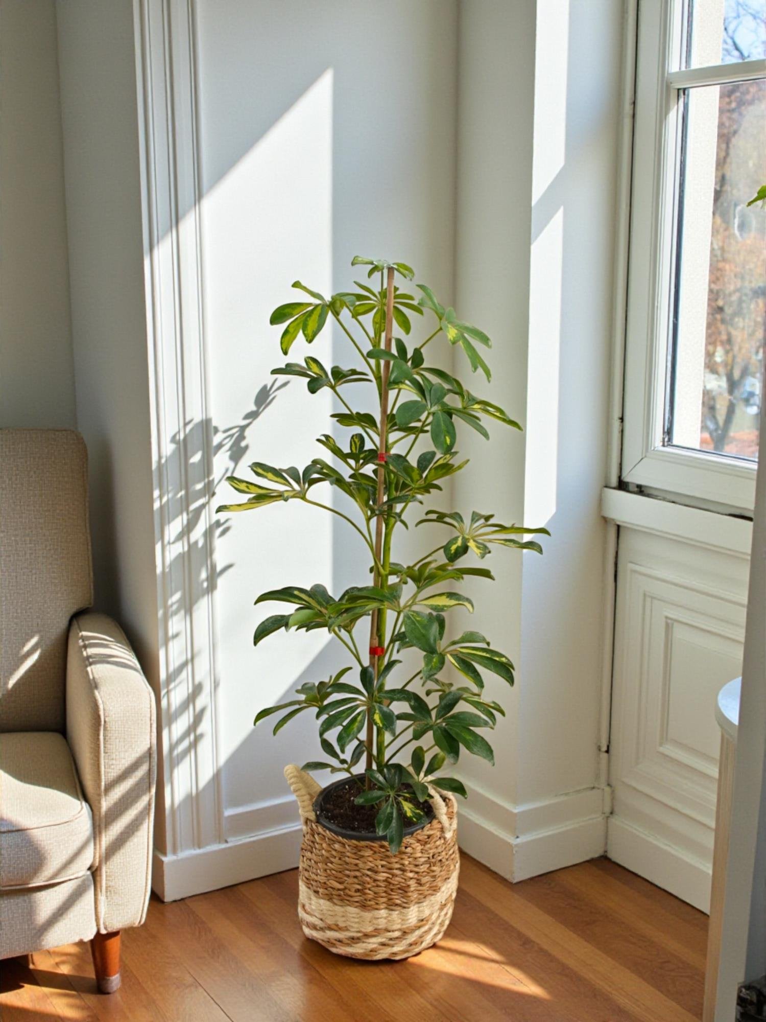Şeflera Bitkisi (Tek Gövde) Schefflera Arboricola