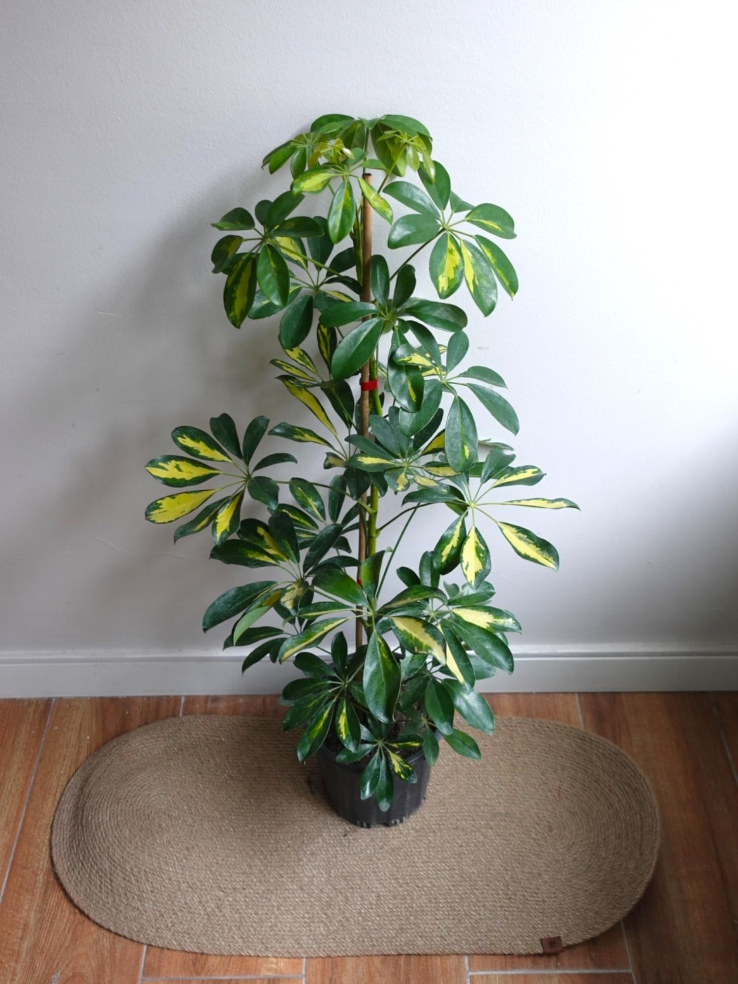 Şeflera Bitkisi (Tek Gövde) Schefflera Arboricola