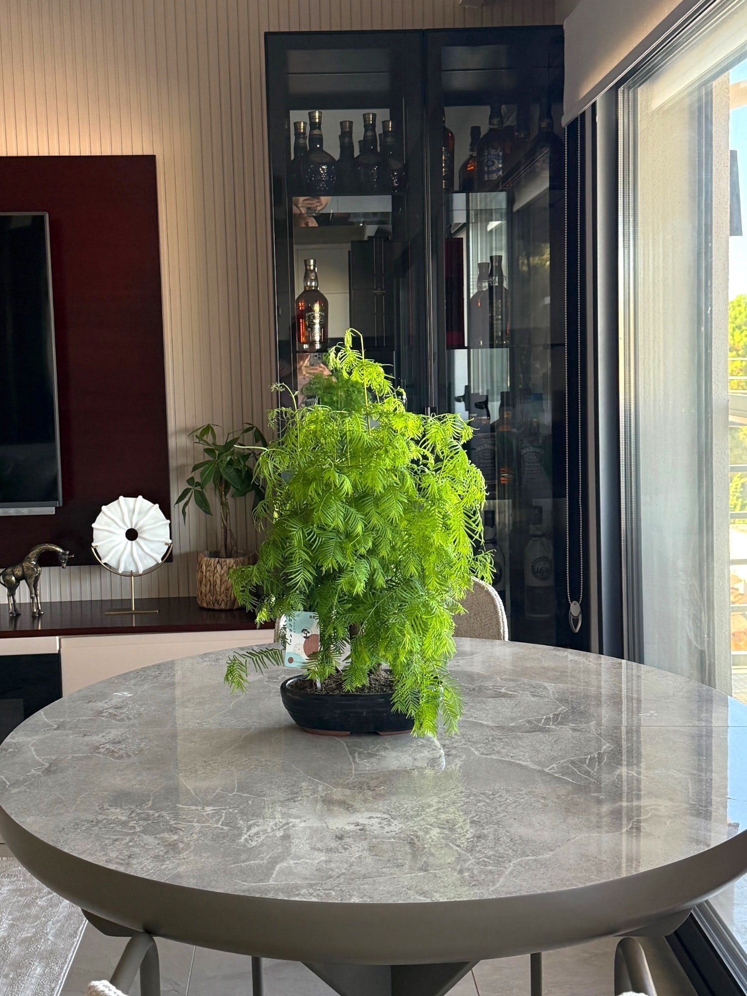 Sekoya Bonsai (Metasequoia) Su Ladini – Seramik Saksısında Zamansız Bir Orman Esintisi 🌳