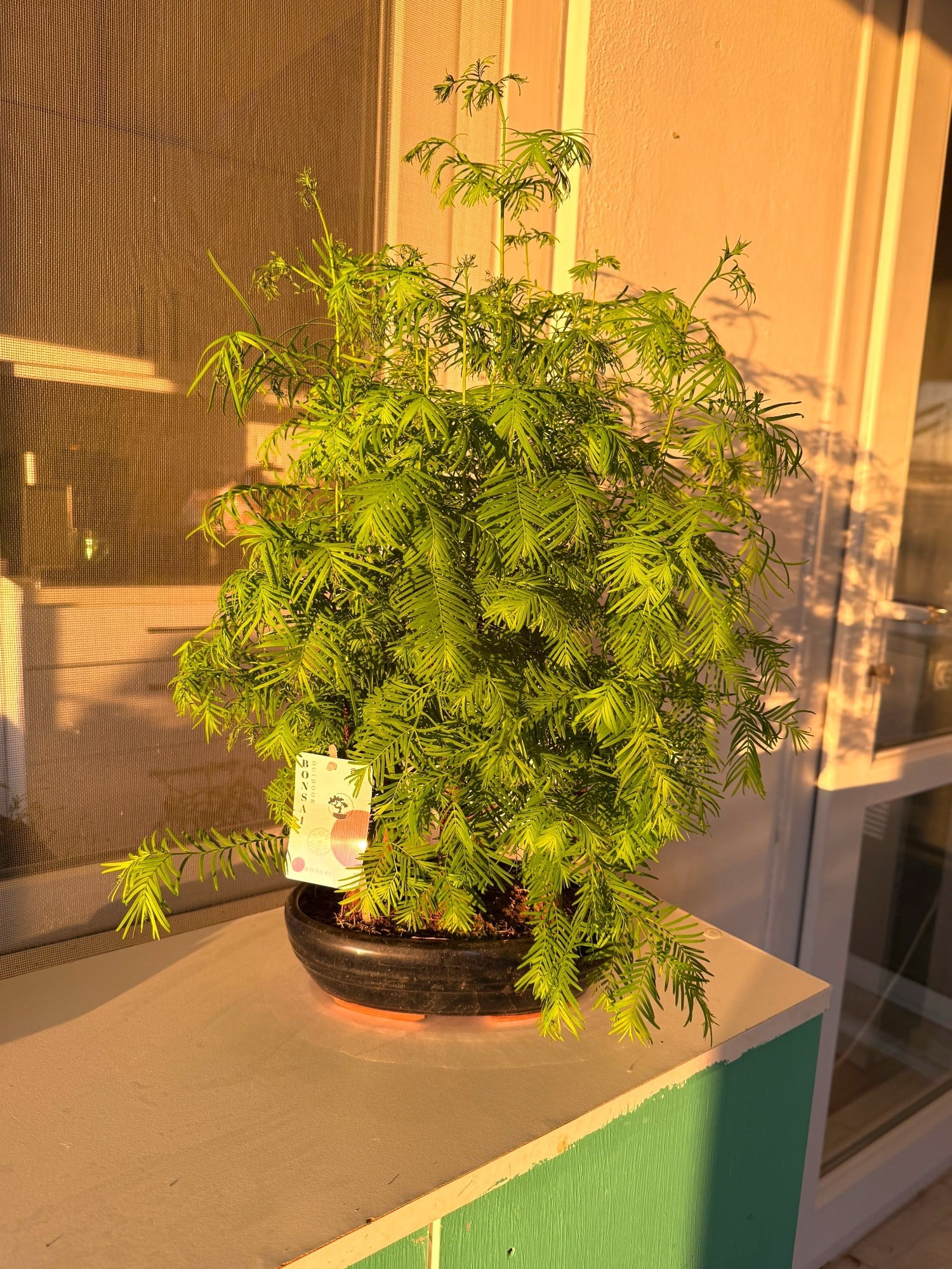 Sekoya Bonsai (Metasequoia) Su Ladini – Seramik Saksısında Zamansız Bir Orman Esintisi 🌳