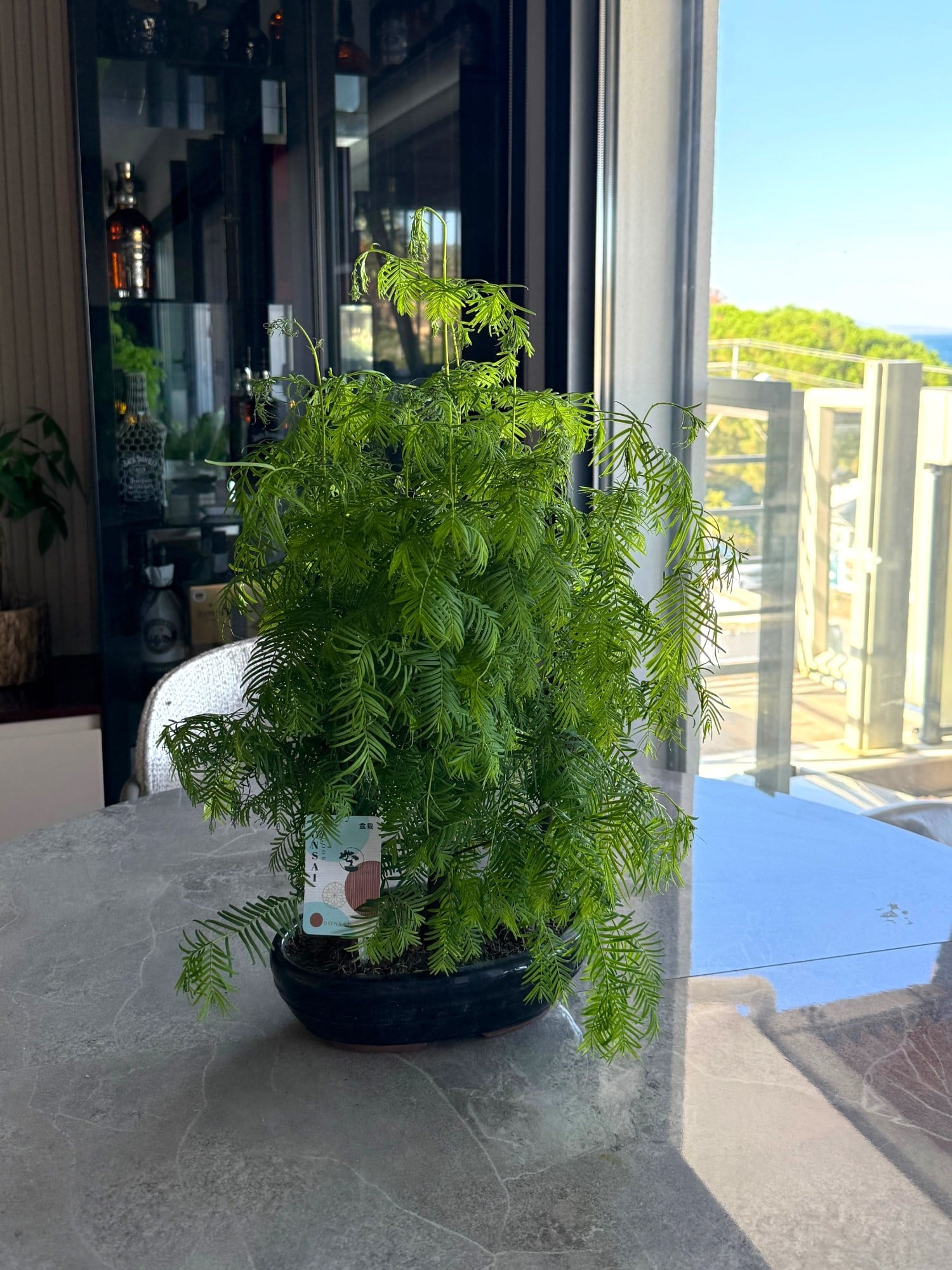 Sekoya Bonsai (Metasequoia) Su Ladini – Seramik Saksısında Zamansız Bir Orman Esintisi 🌳