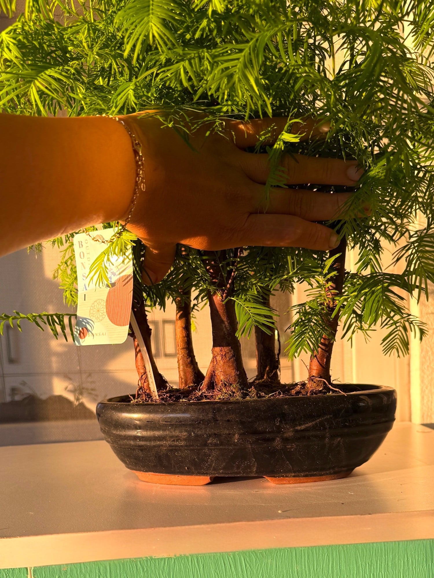 Sekoya Bonsai (Metasequoia) Su Ladini – Seramik Saksısında Zamansız Bir Orman Esintisi 🌳