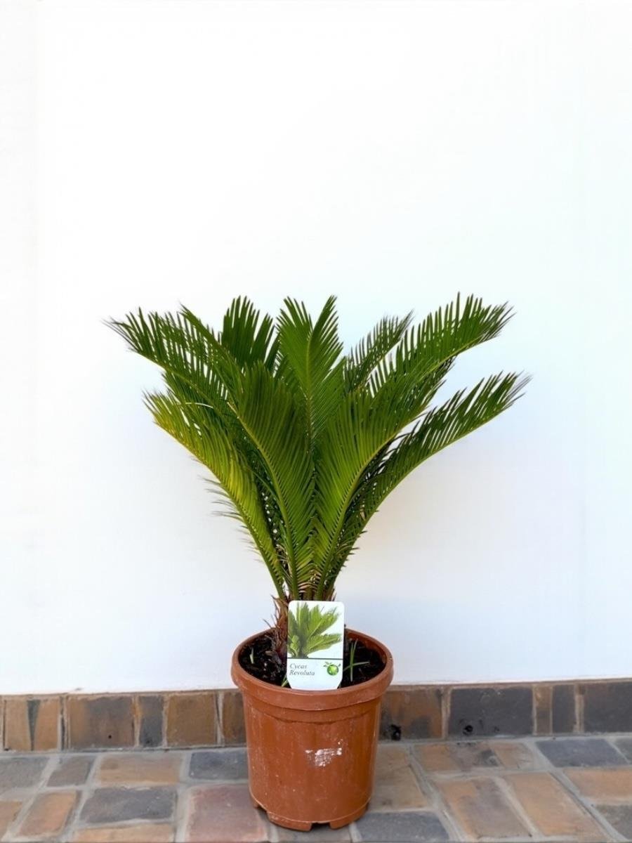 Sikas Japon Palmiyesi Cycas Revoluta