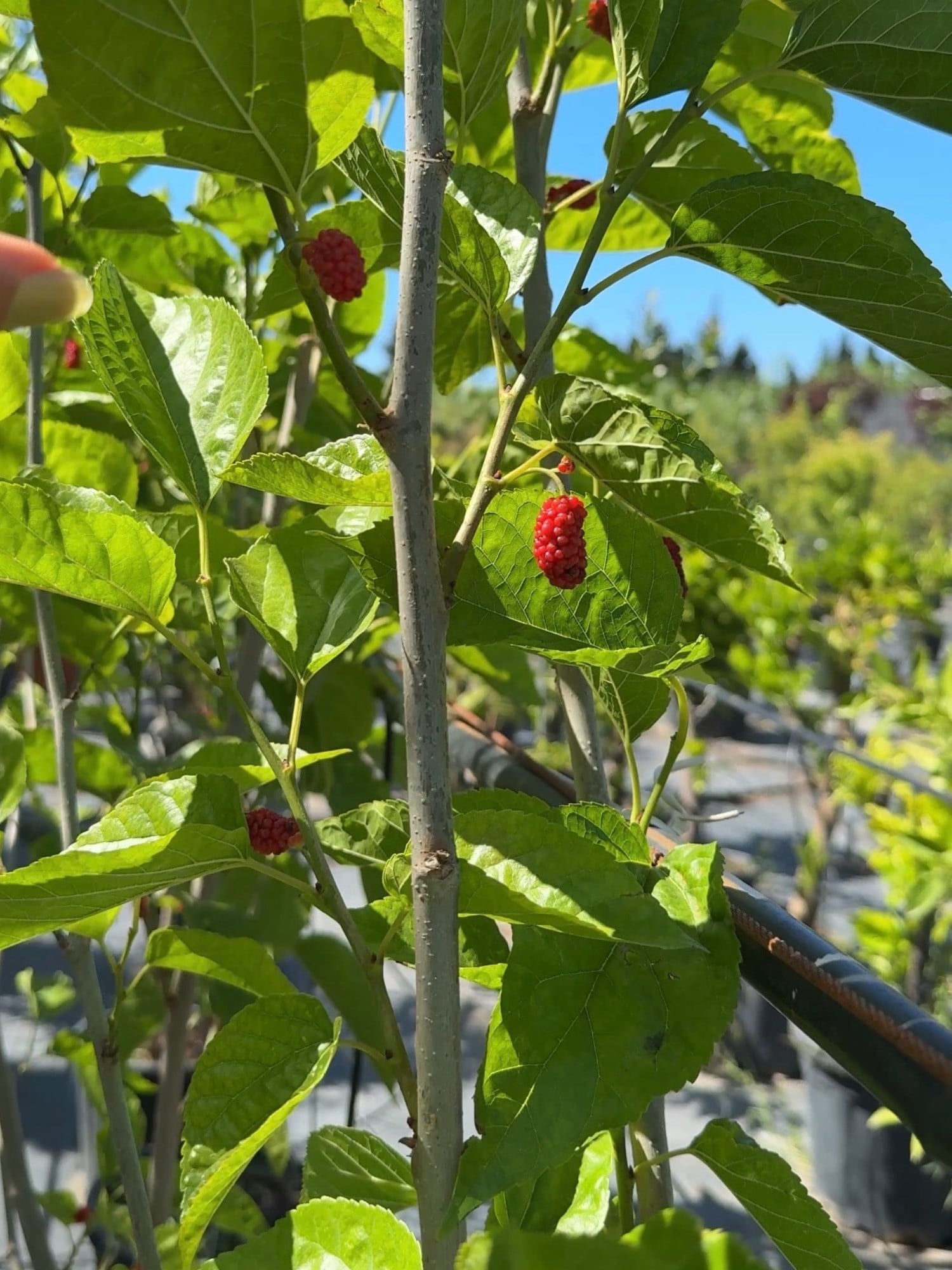 Siyah Dut Ağacı (Morus Nigra) 150 - 200 cm Meyveli – Dalından Taze Lezzet 🌳